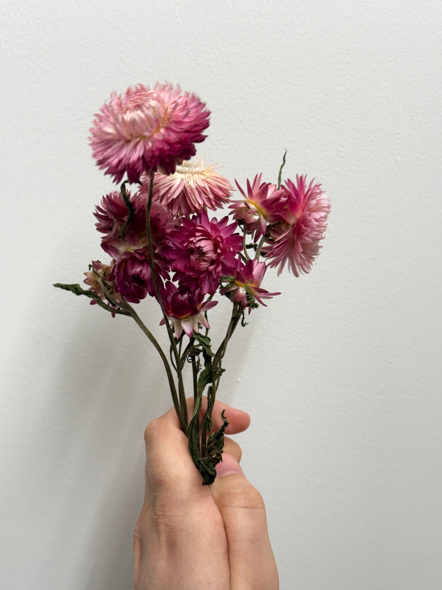 Strawflowers (approx bunch of 6-7) organic dried