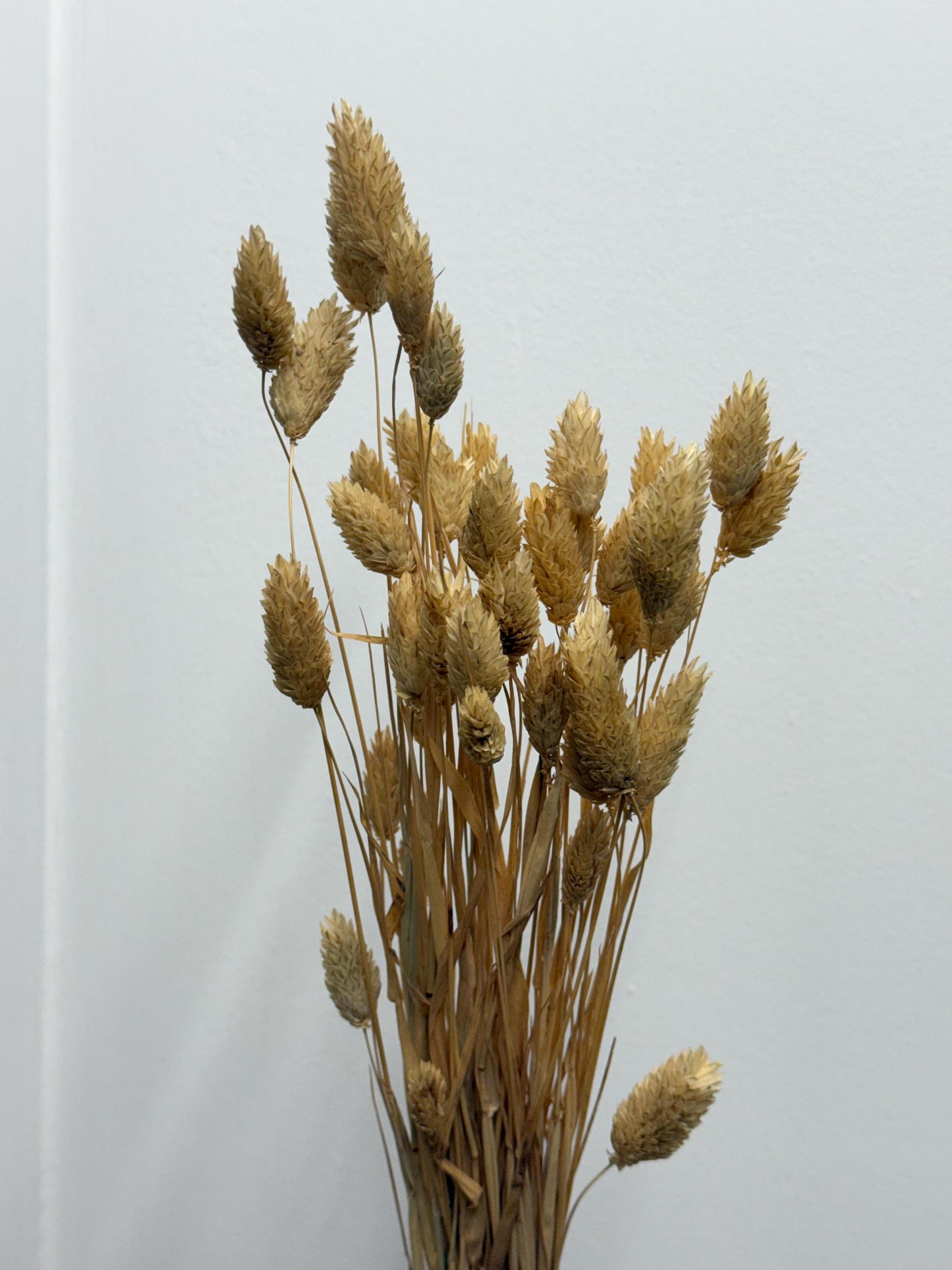 Organic Canary Grass Sprays For Hamsters