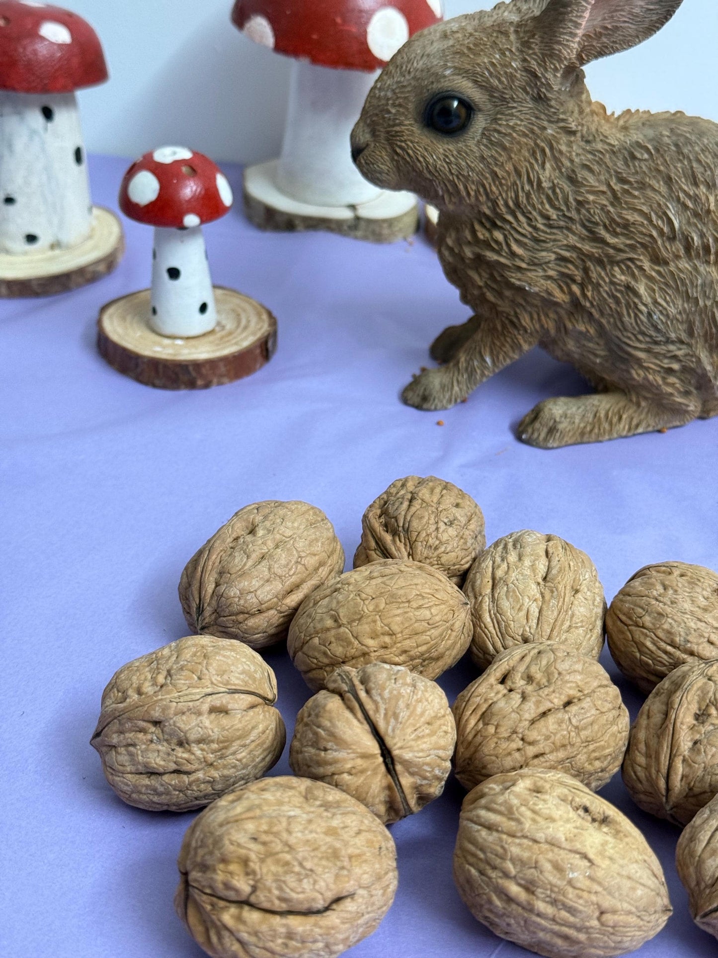 Whole Walnuts in Shell Natural Enrichment For Hamsters & Gerbils