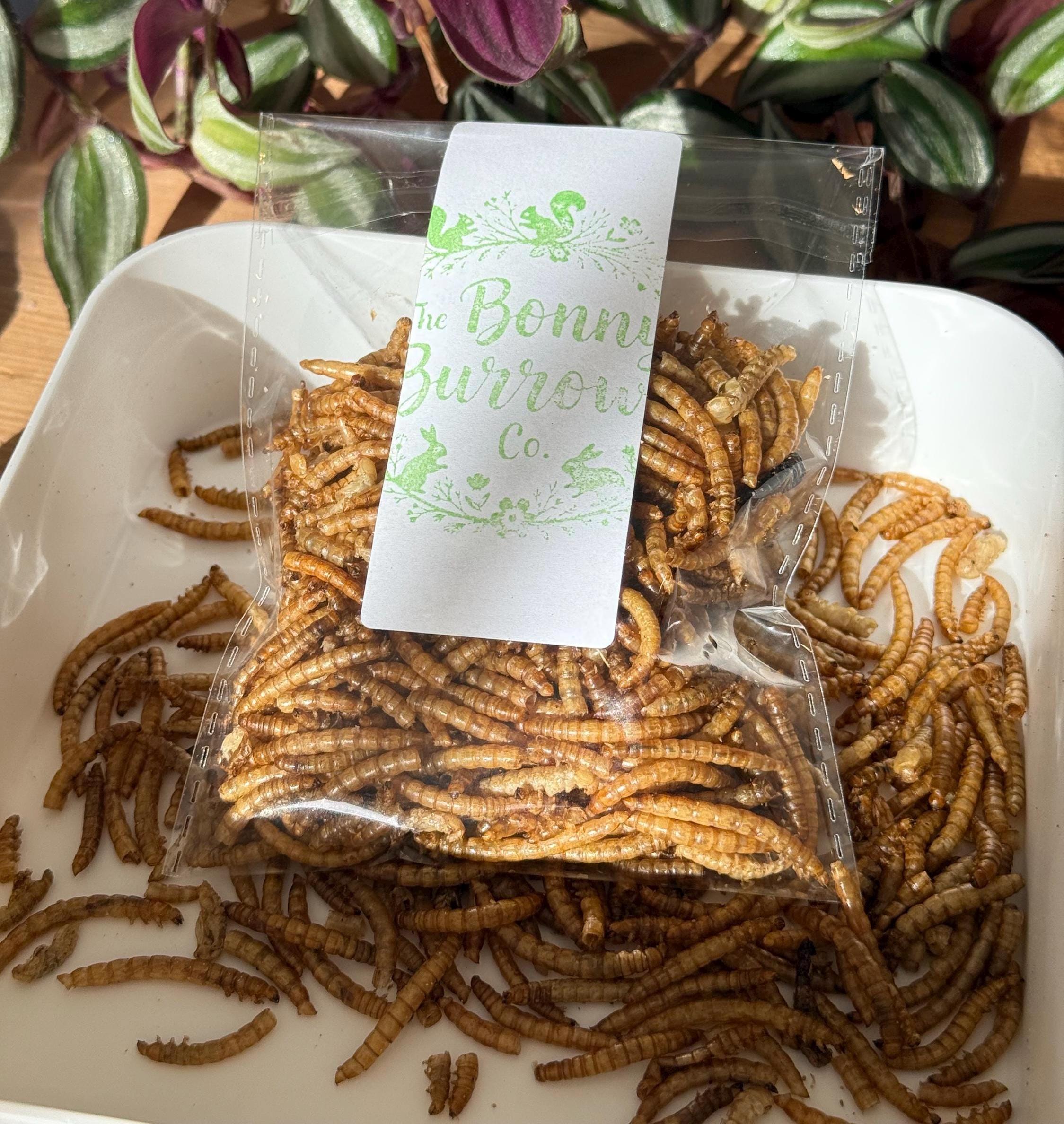 Dried Mealworms For Small Animals, Birds, Hamster Treats