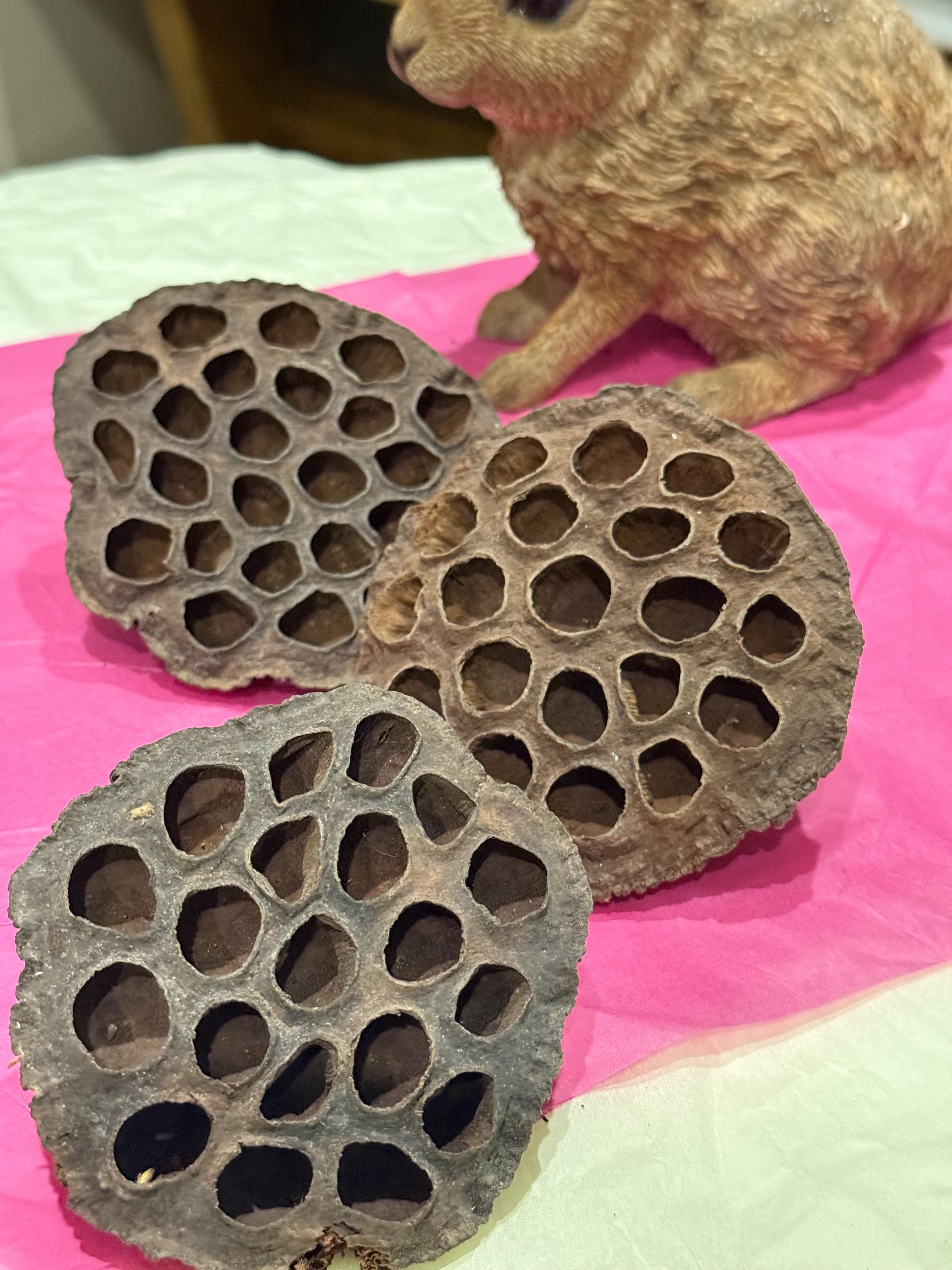 Lotus Pods Enrichment For Hamsters & Gerbils
