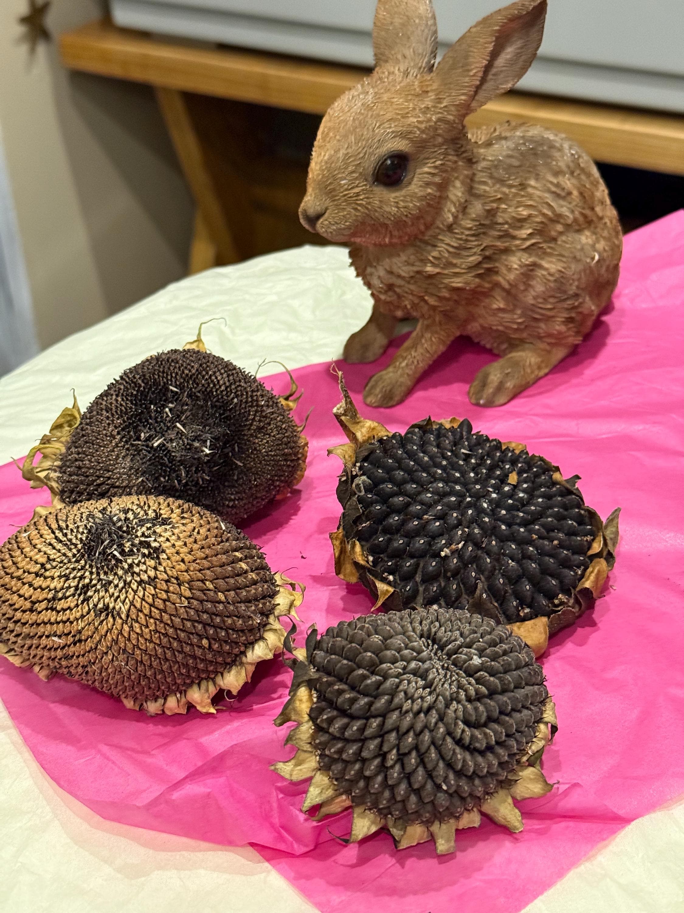 Organic Dried Sunflower Heads Treats For Small Animals, Hamster Forage