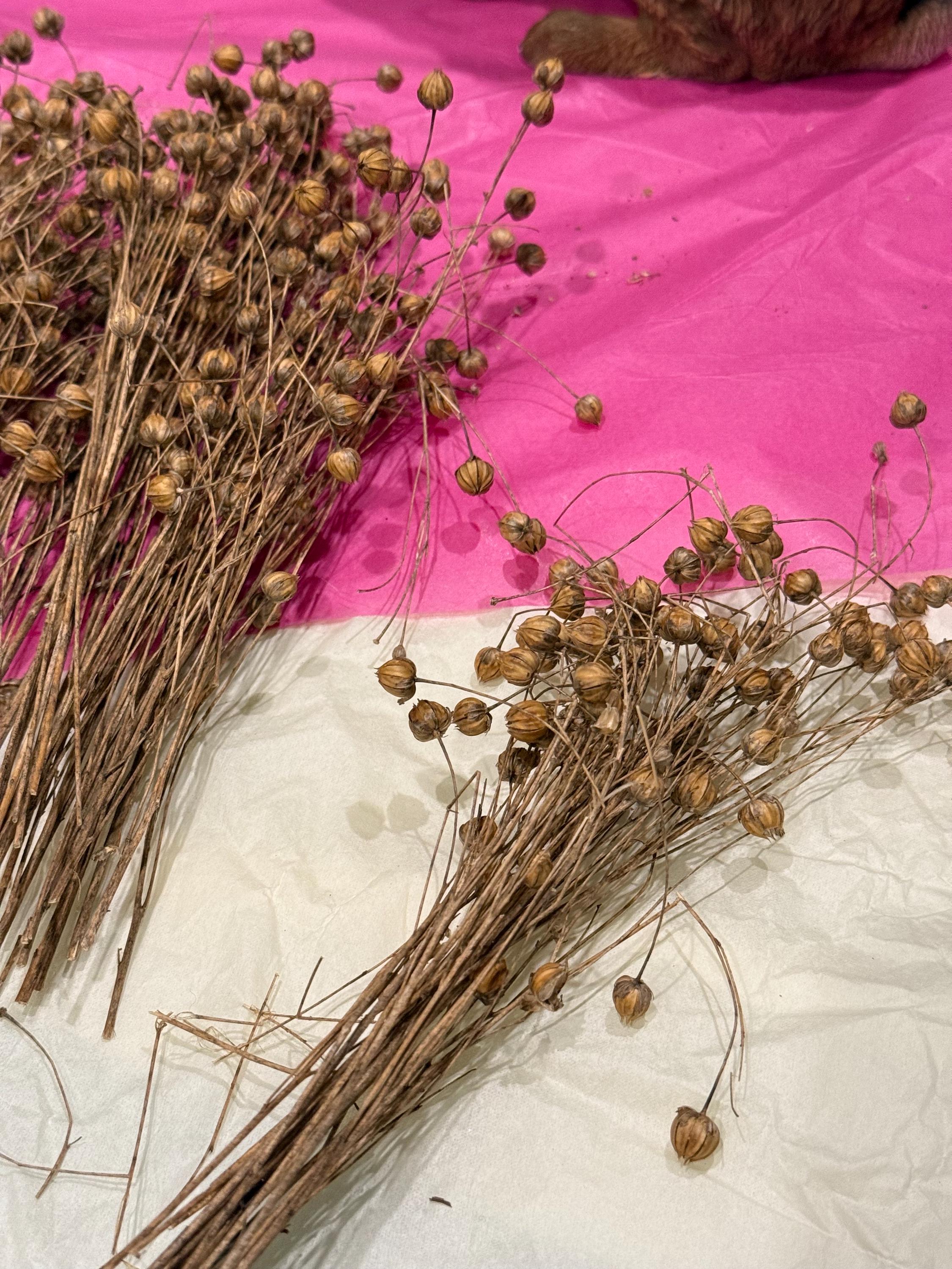 Flax Sprays Forage For Hamsters, Birds, Gerbils