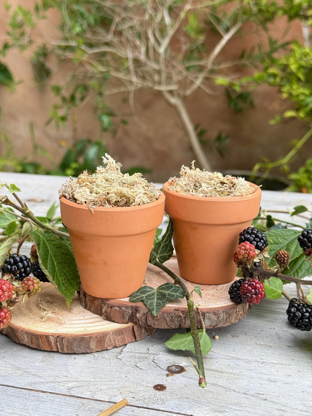 Mini Moss Snuffle Pot: Terracotta Hamster Enrichment Toy