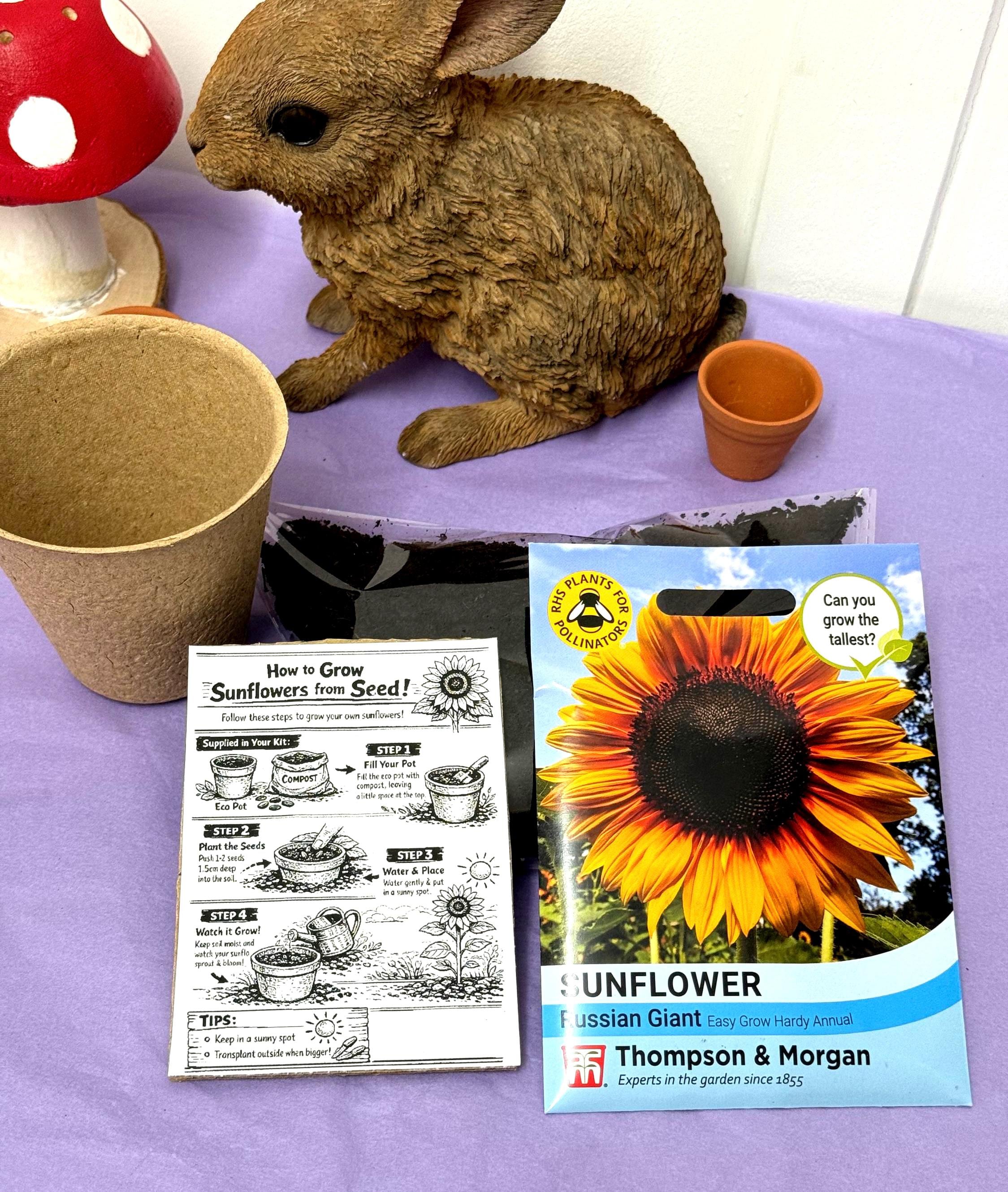 Grow Your Own Sunflower Kit! Eco Friendly Gift