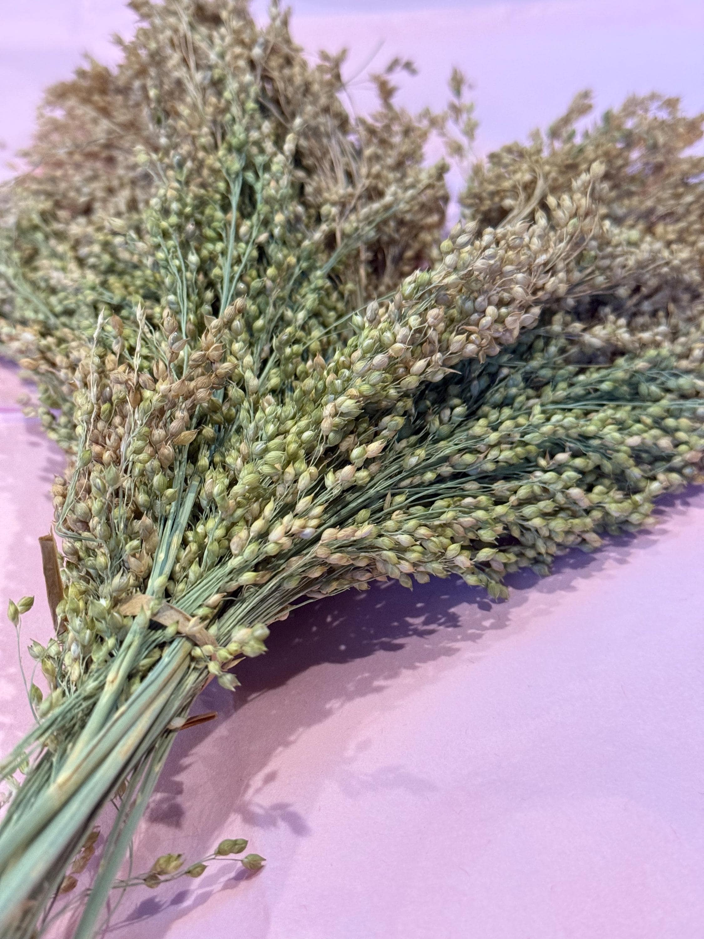 White Proso Millet Sprays Forage For Hamsters, Birds, Gerbils