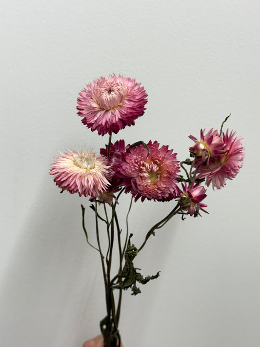 Strawflowers (approx bunch of 6-7) organic dried
