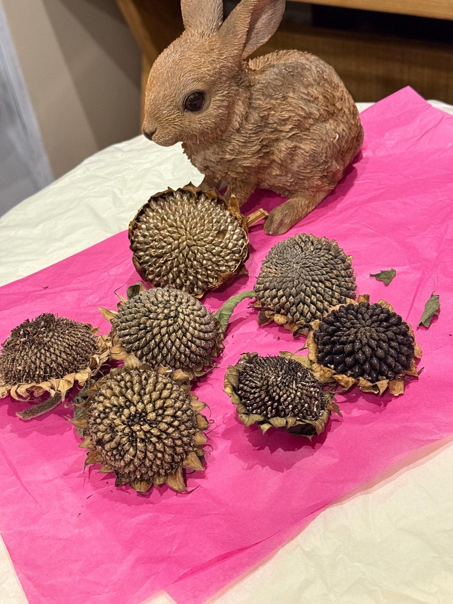 Organic Dried Sunflower Heads Treats For Small Animals, Hamster Forage