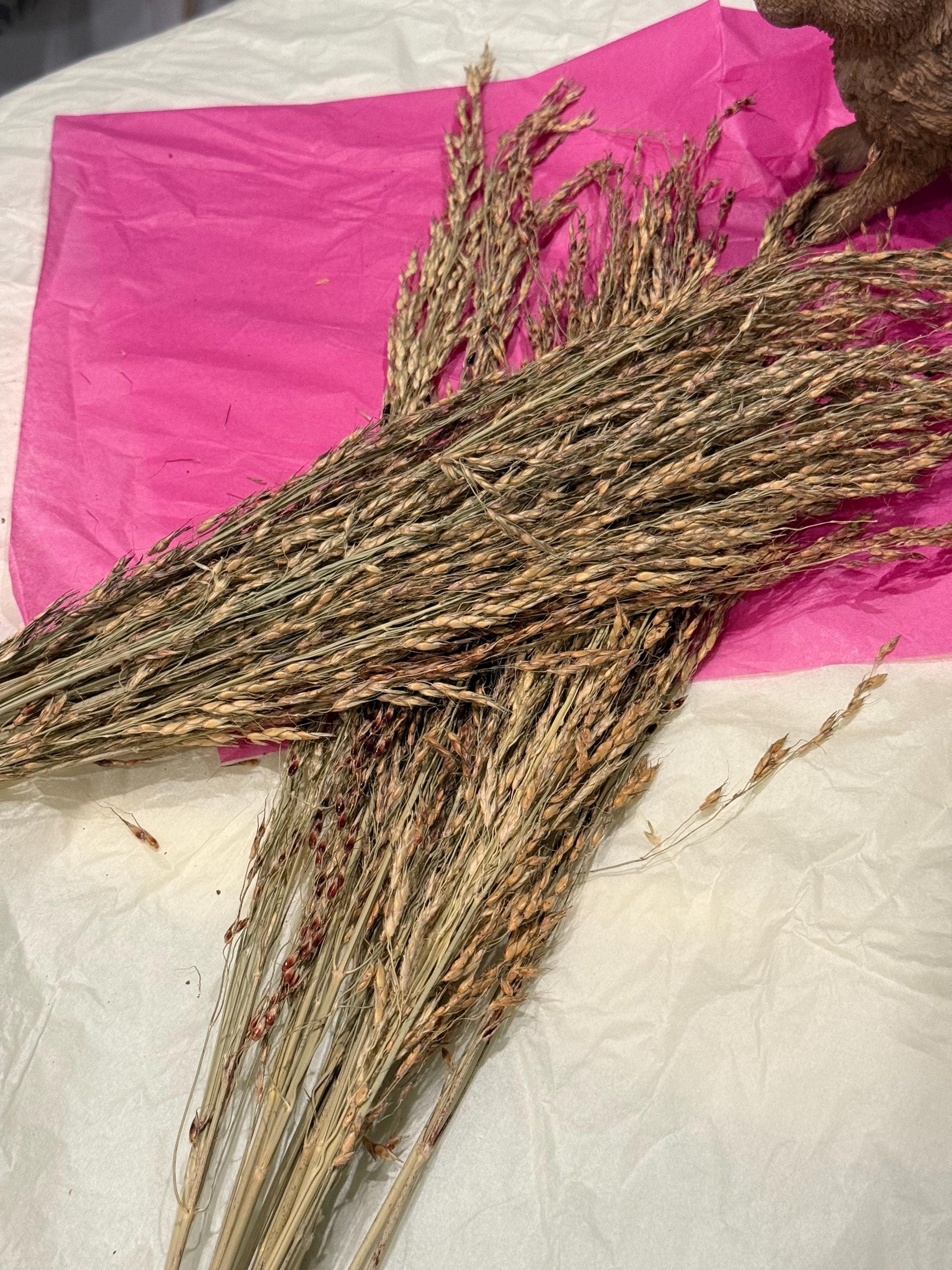 Organic Delicha Grass Sprays For Hamsters