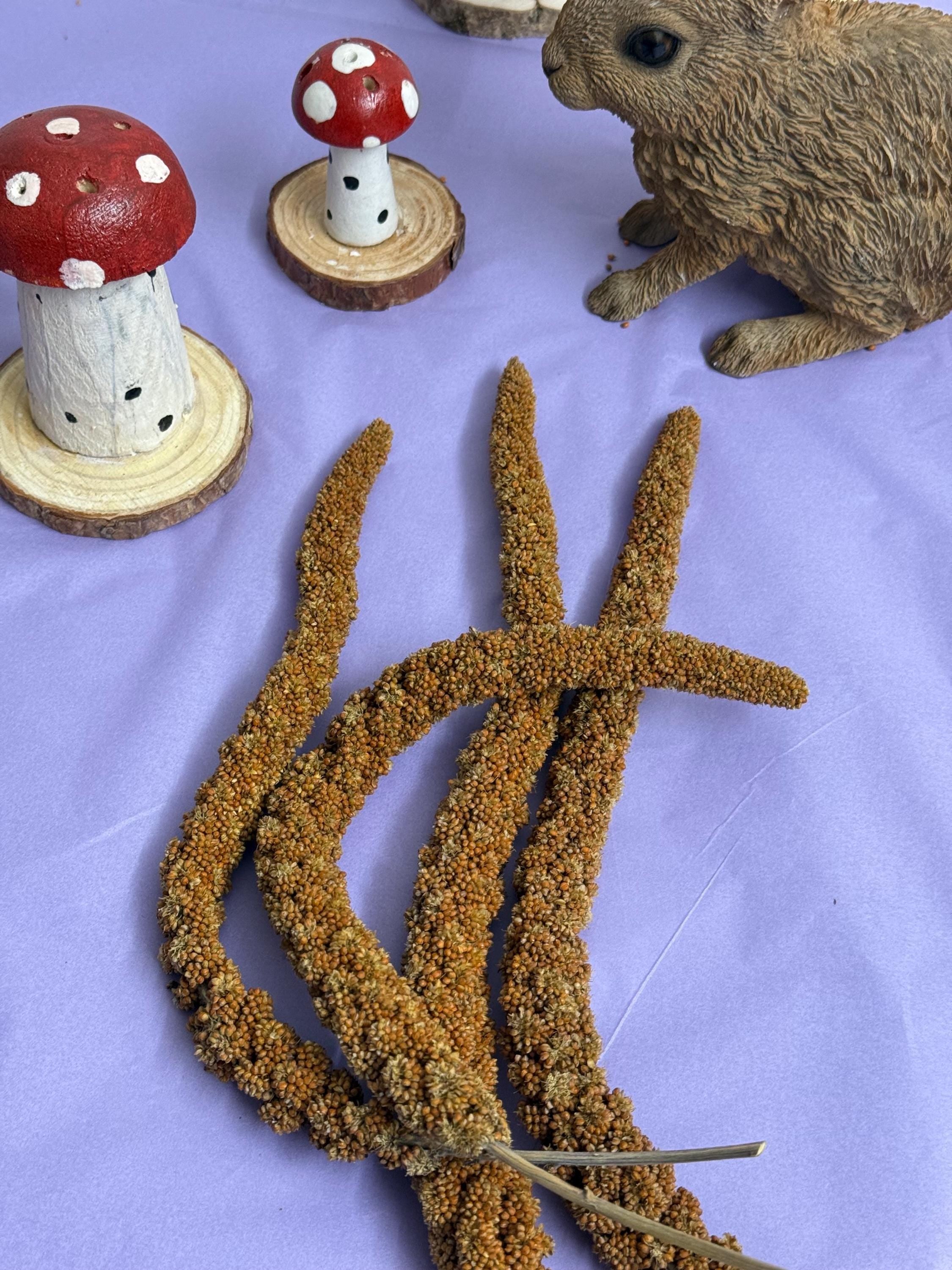 Red French Millet Sprays Forage For Hamsters, Birds, Gerbils