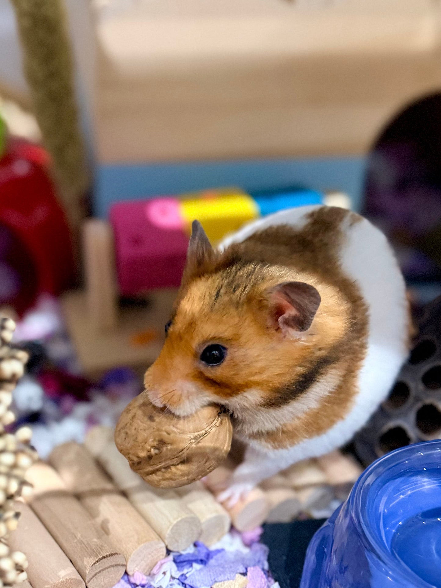 Whole Walnuts in Shell Natural Enrichment For Hamsters & Gerbils