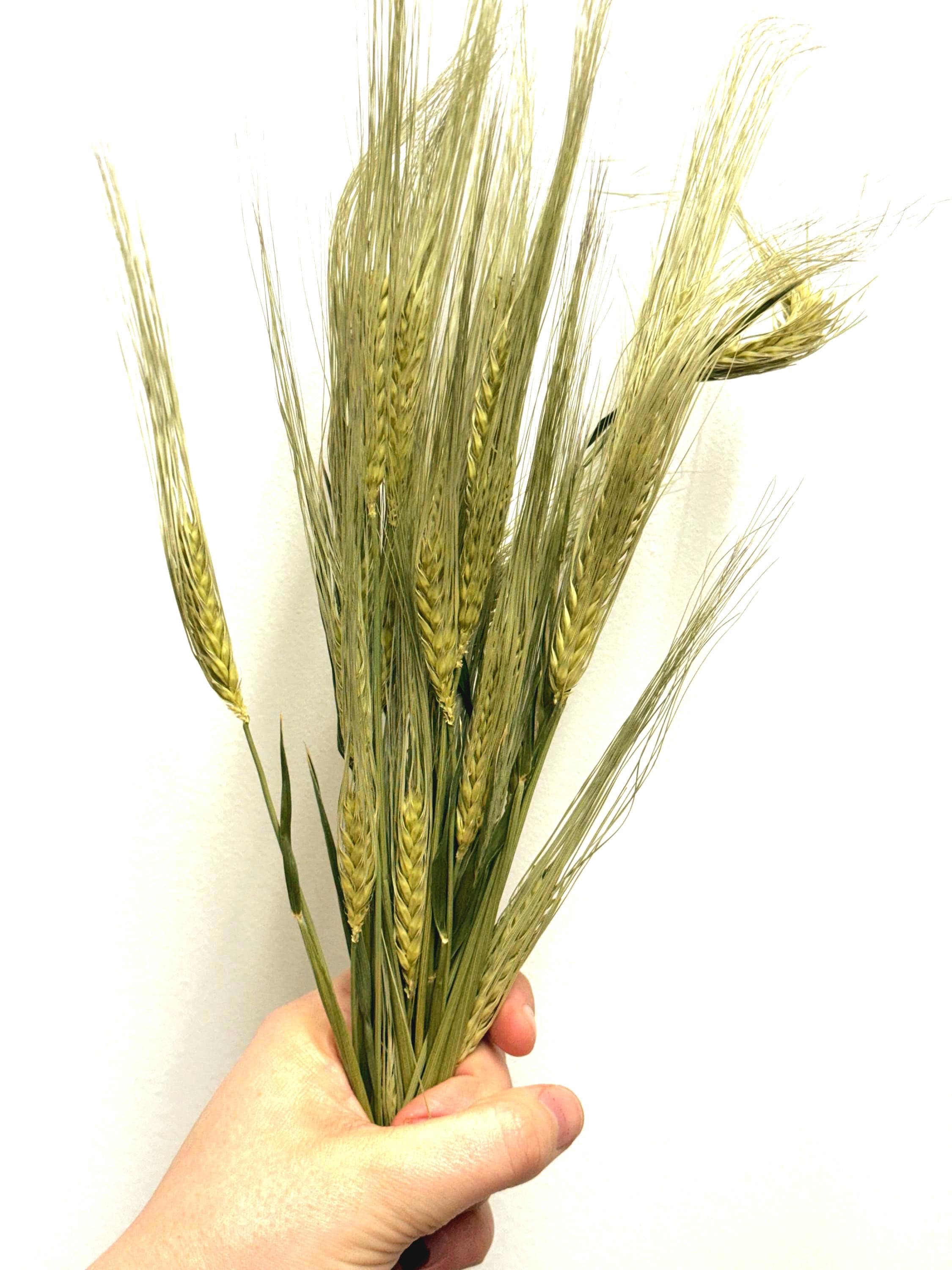 Natural Dried Barley Sprays For Small Animal Enrichment