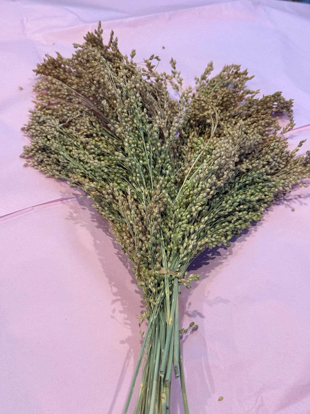 White Proso Millet Sprays Forage For Hamsters, Birds, Gerbils