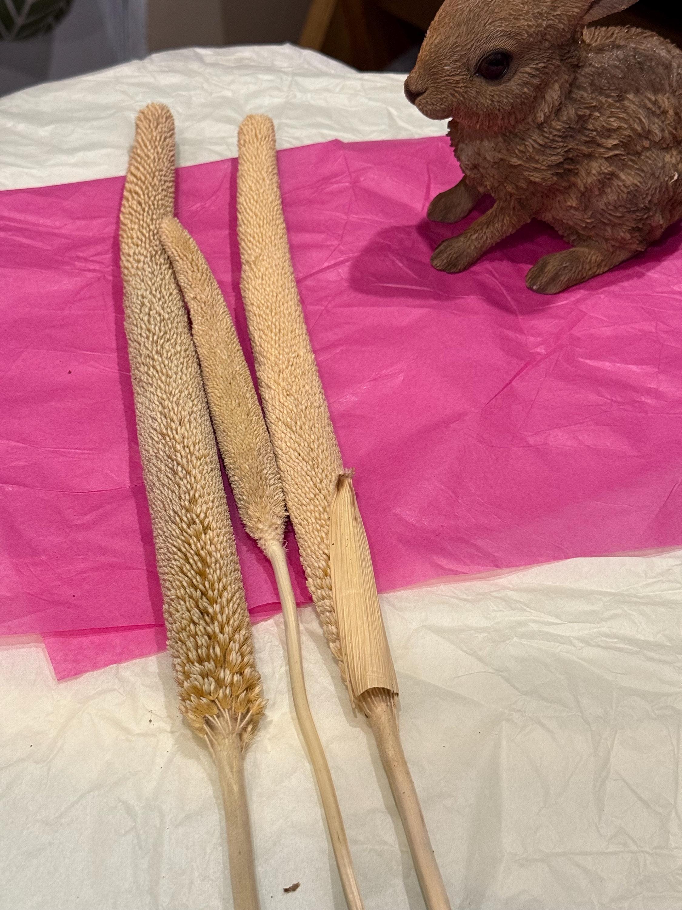 Pearl Millet Sprays For Small Animals