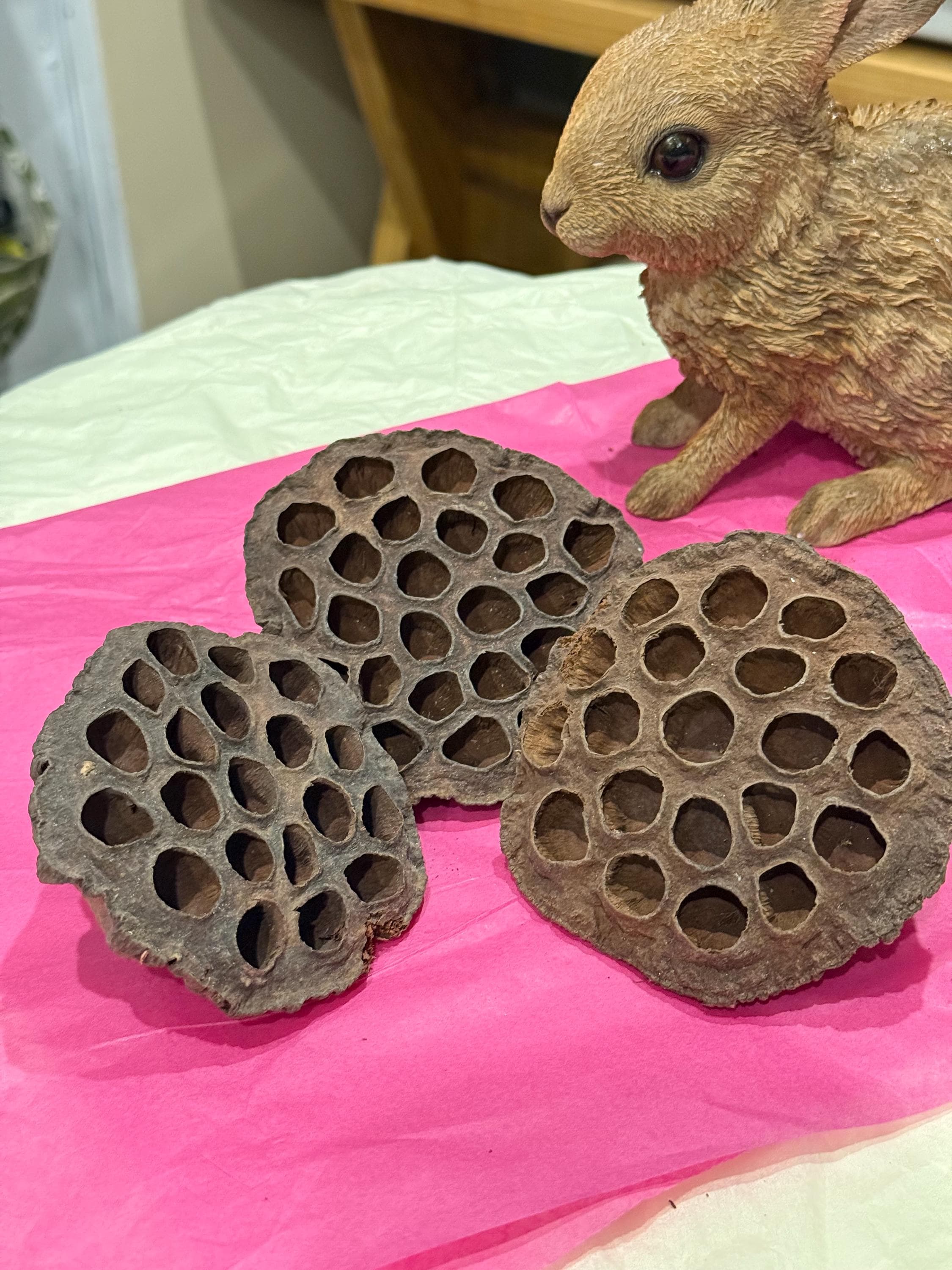 Lotus Pods Enrichment For Hamsters & Gerbils