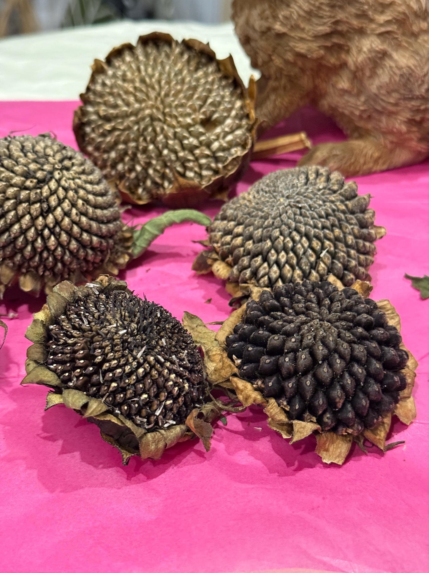 Organic Dried Sunflower Heads Treats For Small Animals, Hamster Forage