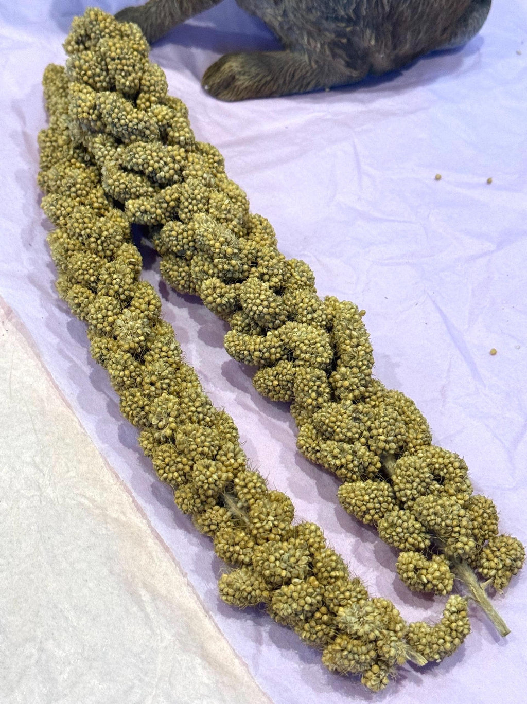 Millet Sprays Forage For Hamsters, Birds, Gerbils