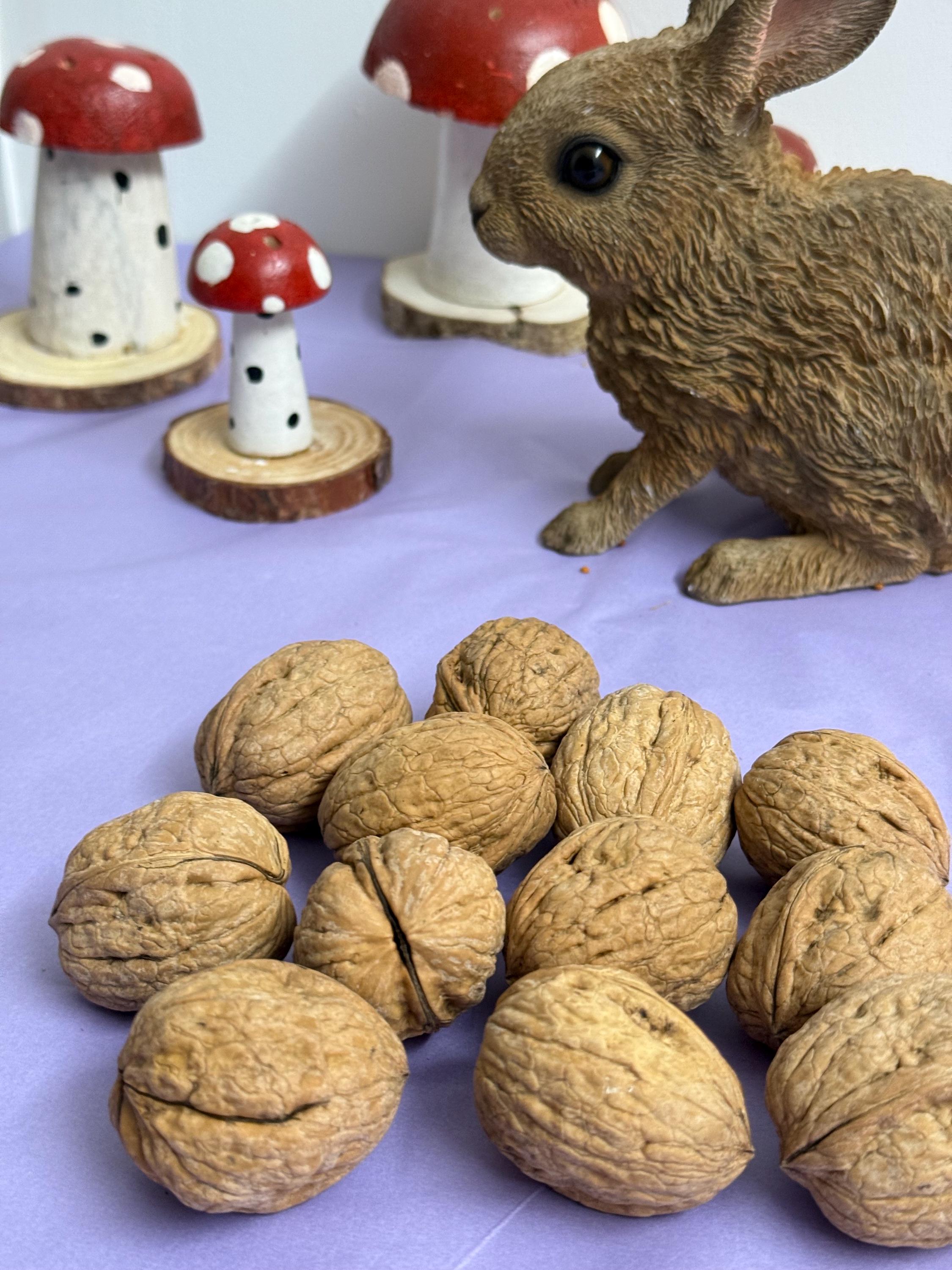 Whole Walnuts in Shell Natural Enrichment For Hamsters & Gerbils