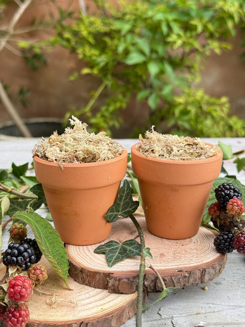 Mini Moss Snuffle Pot: Terracotta Hamster Enrichment Toy