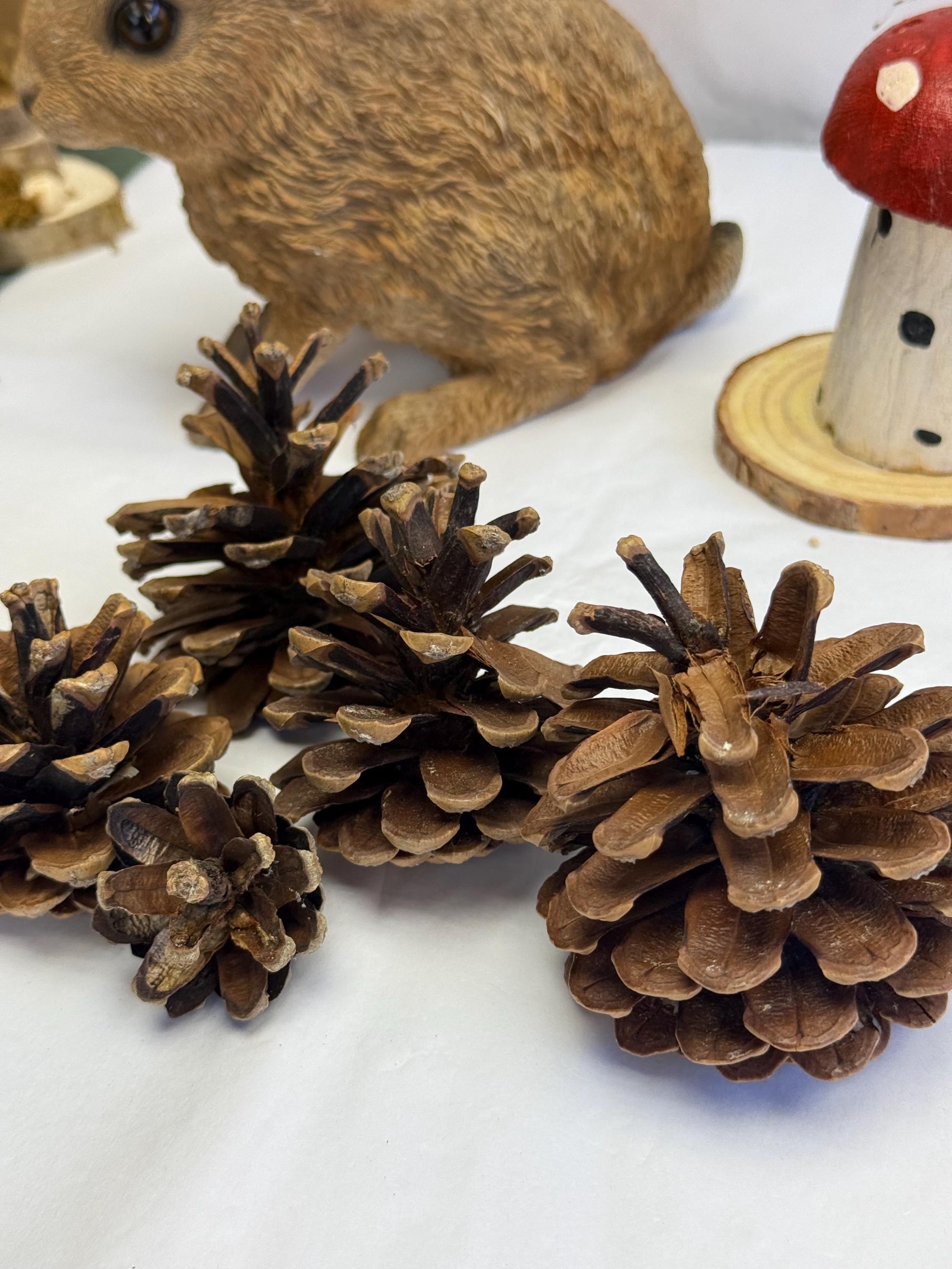 Natural Untreated Pine Cones Enrichment For Small Animals