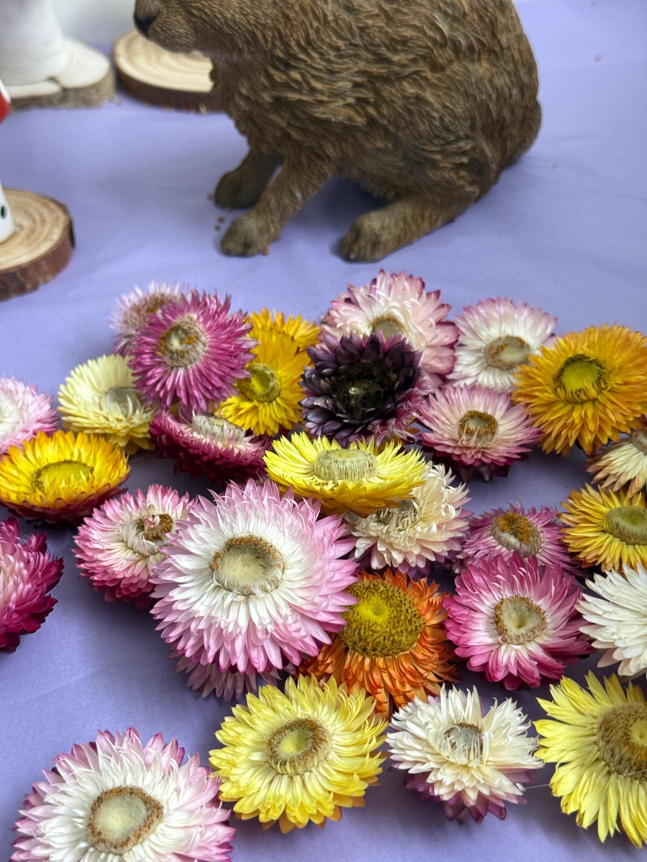 Organic Dried Strawflower Heads Enrichment For Small Animals, Hamster Forage