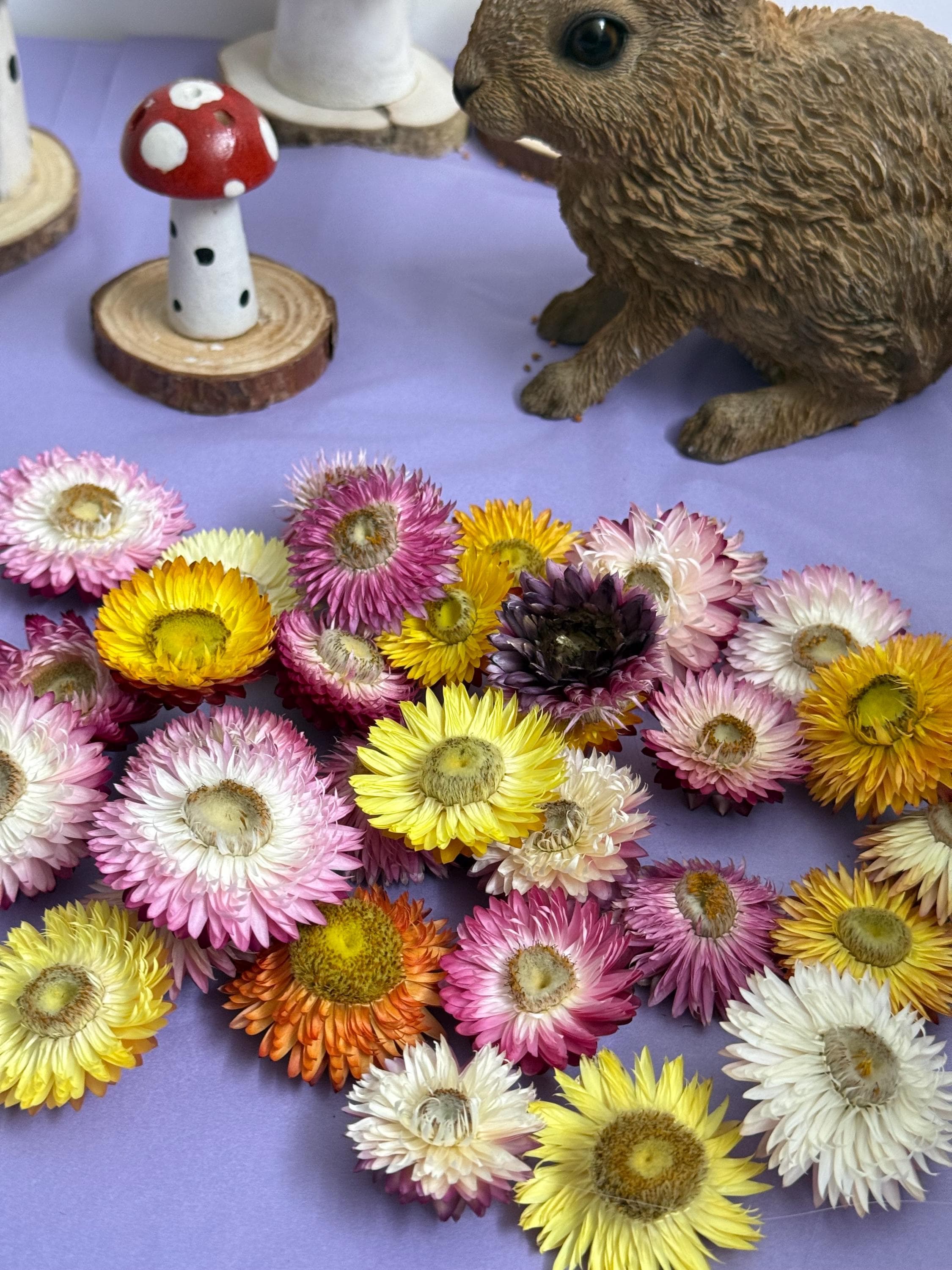 Organic Dried Strawflower Heads Enrichment For Small Animals, Hamster Forage