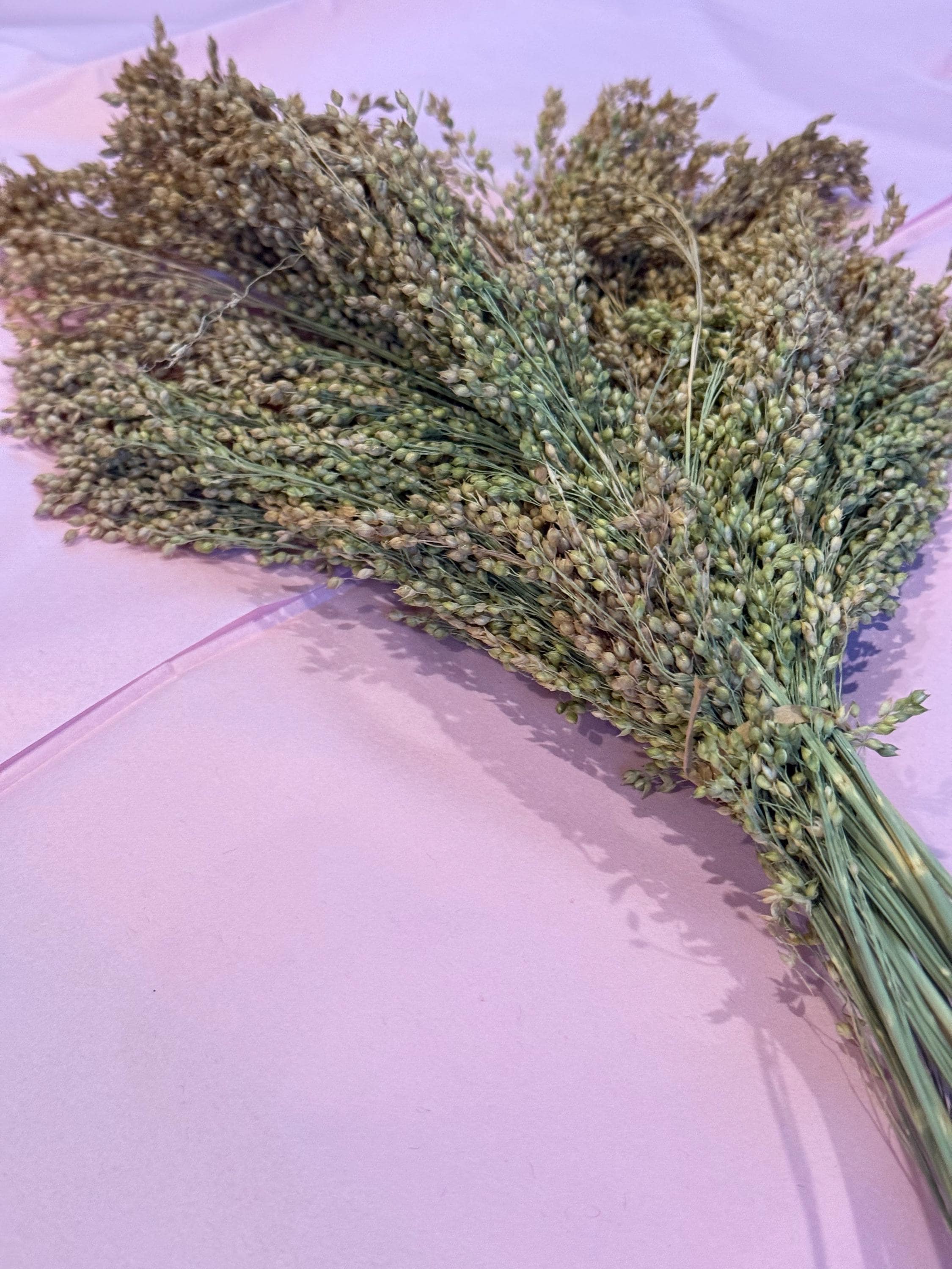 White Proso Millet Sprays Forage For Hamsters, Birds, Gerbils