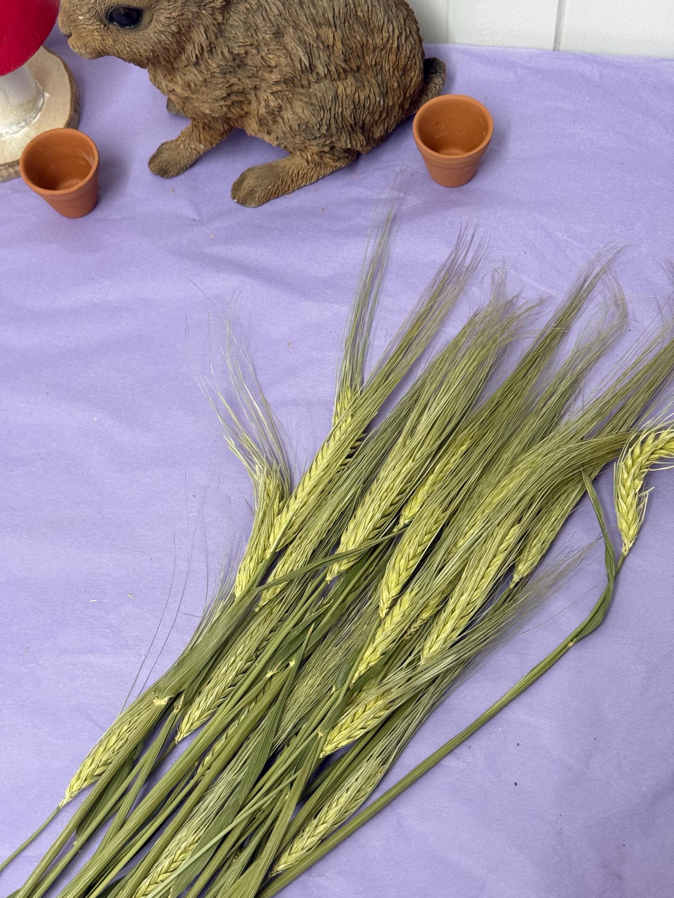Natural Dried Barley Sprays For Small Animal Enrichment