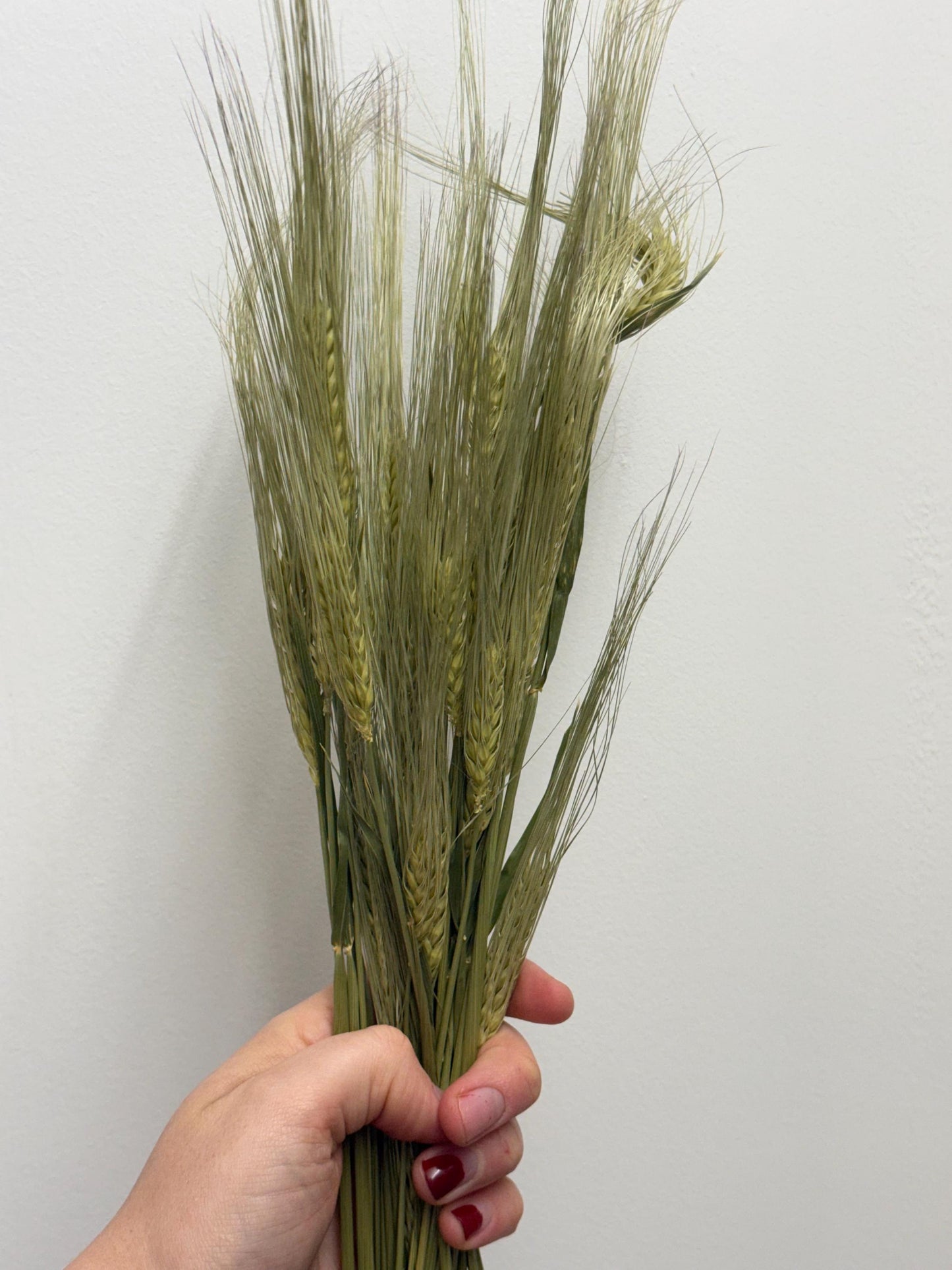 Natural Dried Barley Sprays For Small Animal Enrichment