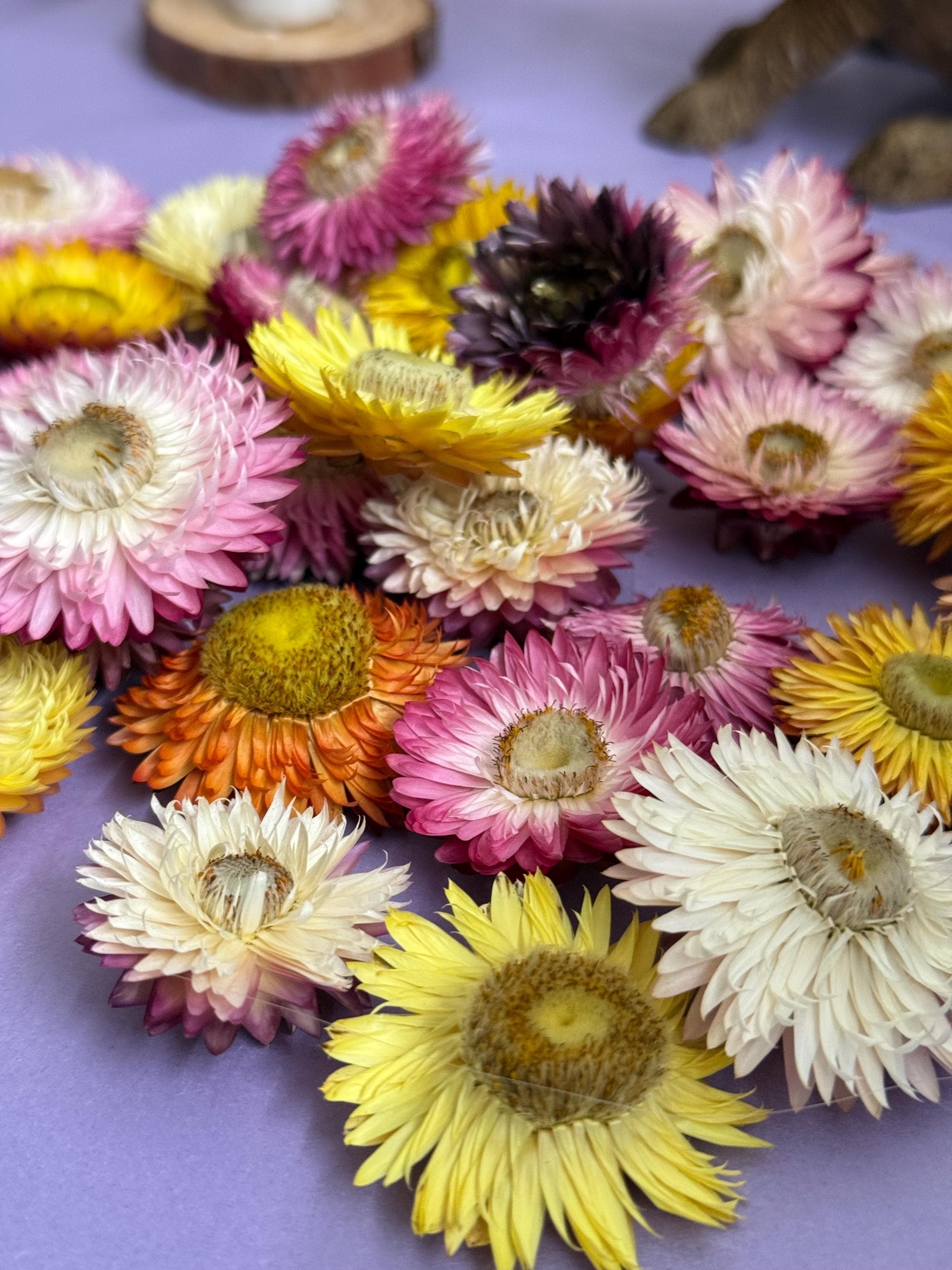 Organic Dried Strawflower Heads Enrichment For Small Animals, Hamster Forage