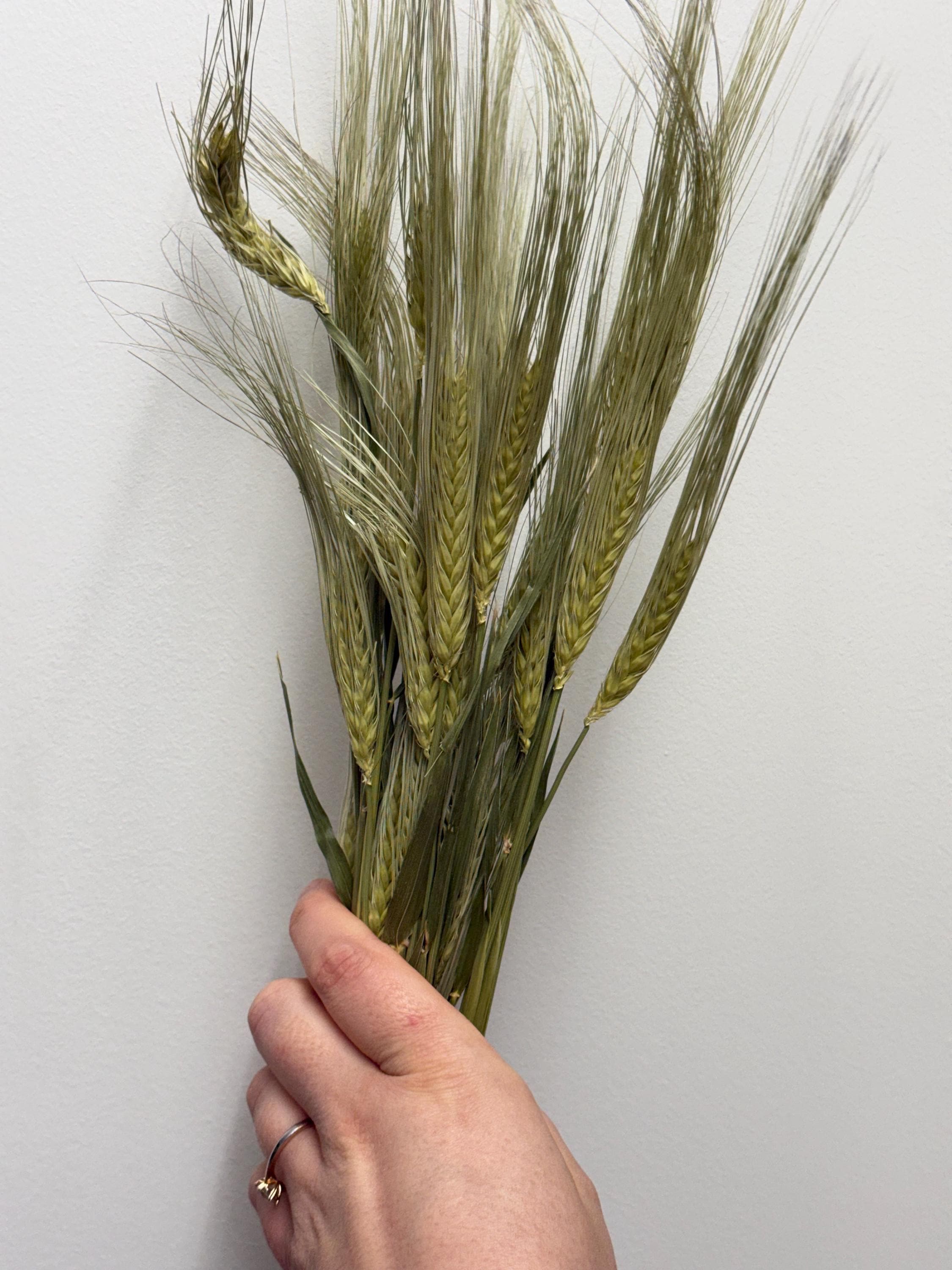 Natural Dried Barley Sprays For Small Animal Enrichment