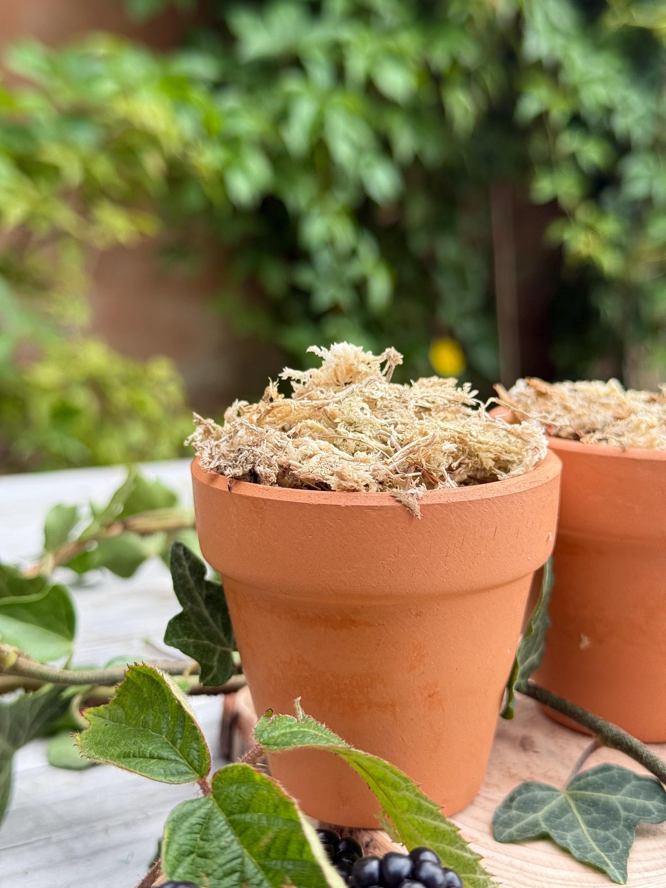 Mini Moss Snuffle Pot: Terracotta Hamster Enrichment Toy