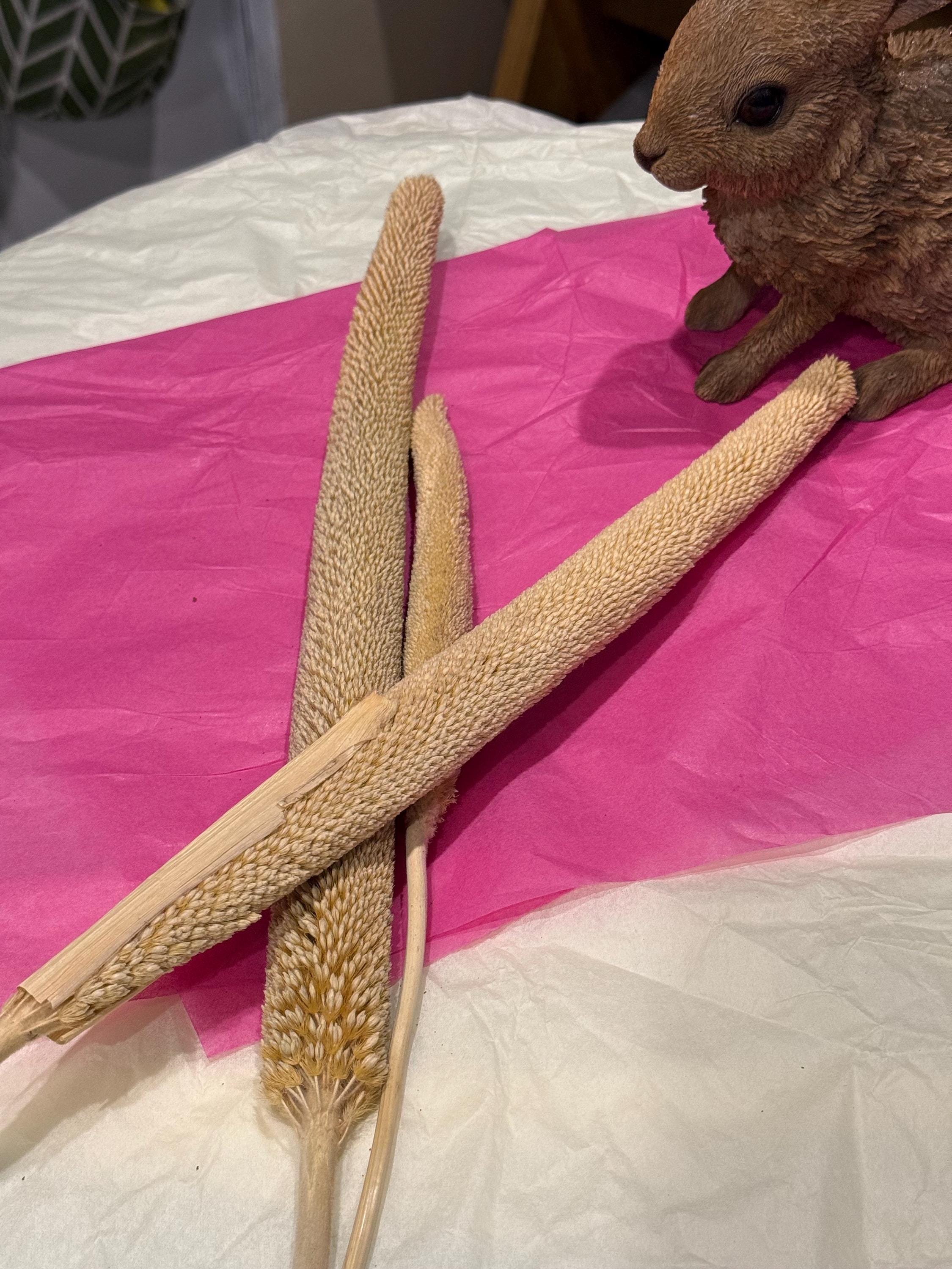 Pearl Millet Sprays For Small Animals