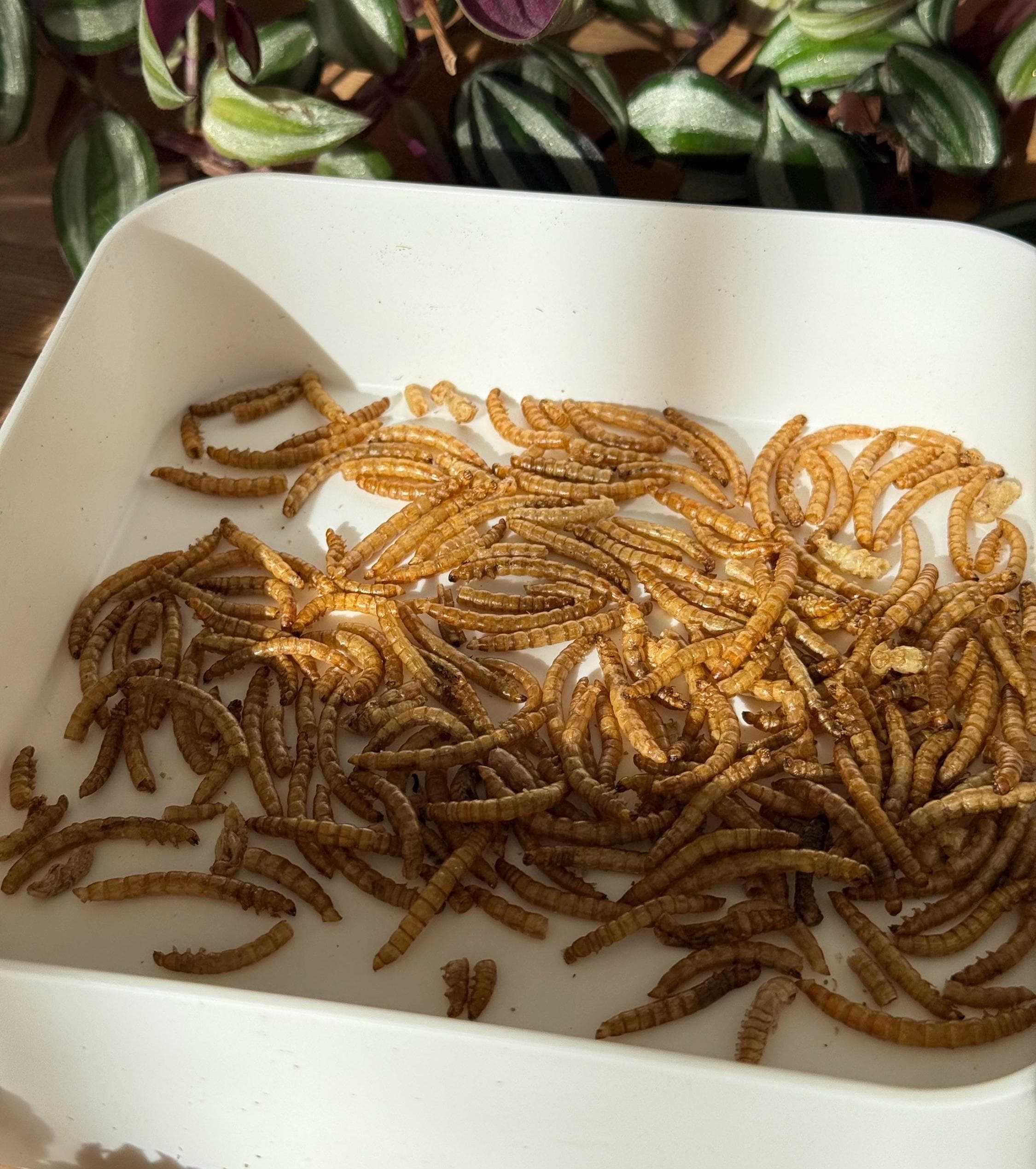 Dried Mealworms For Small Animals, Birds, Hamster Treats