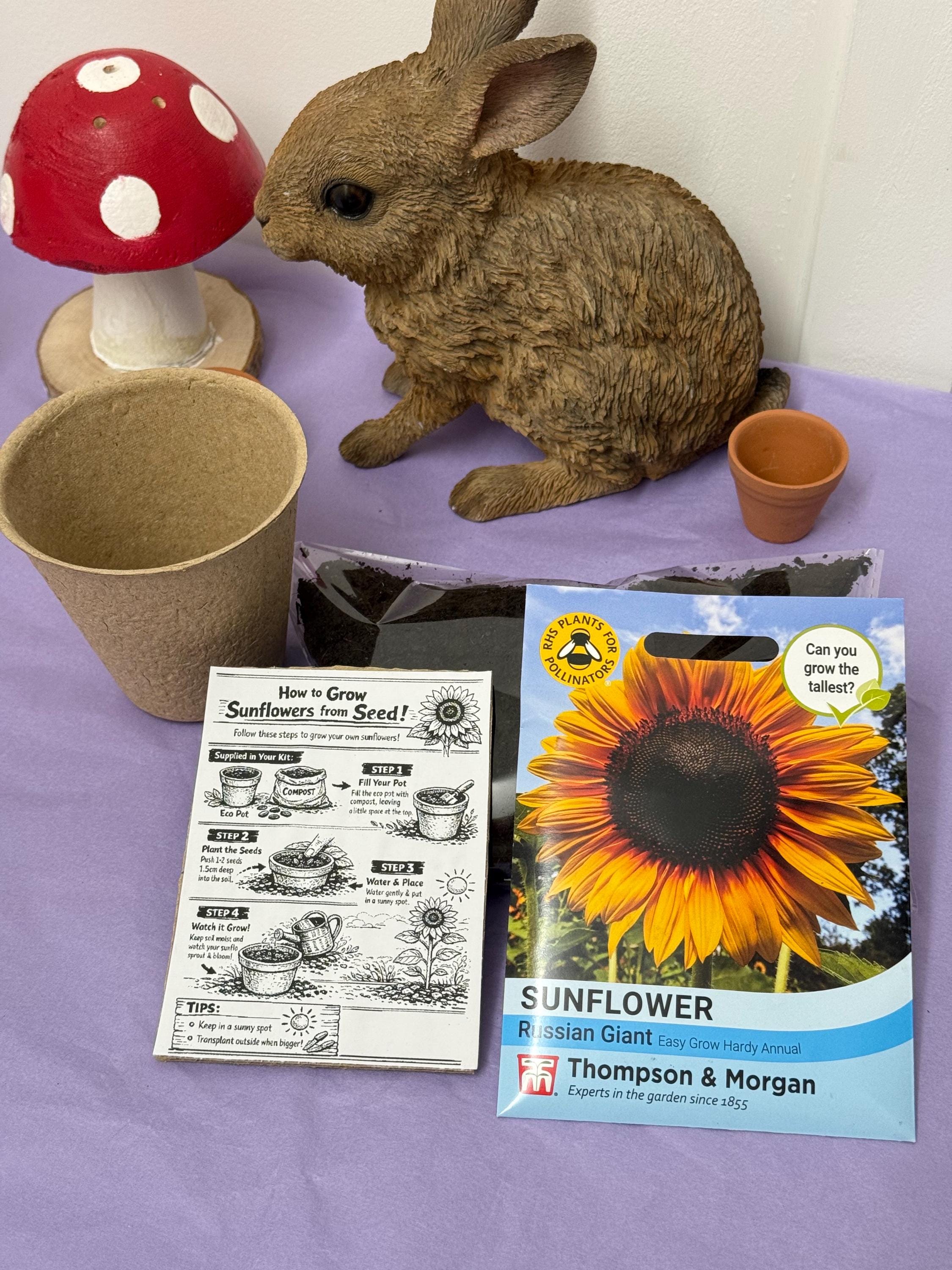 Grow Your Own Sunflower Kit! Eco Friendly Gift