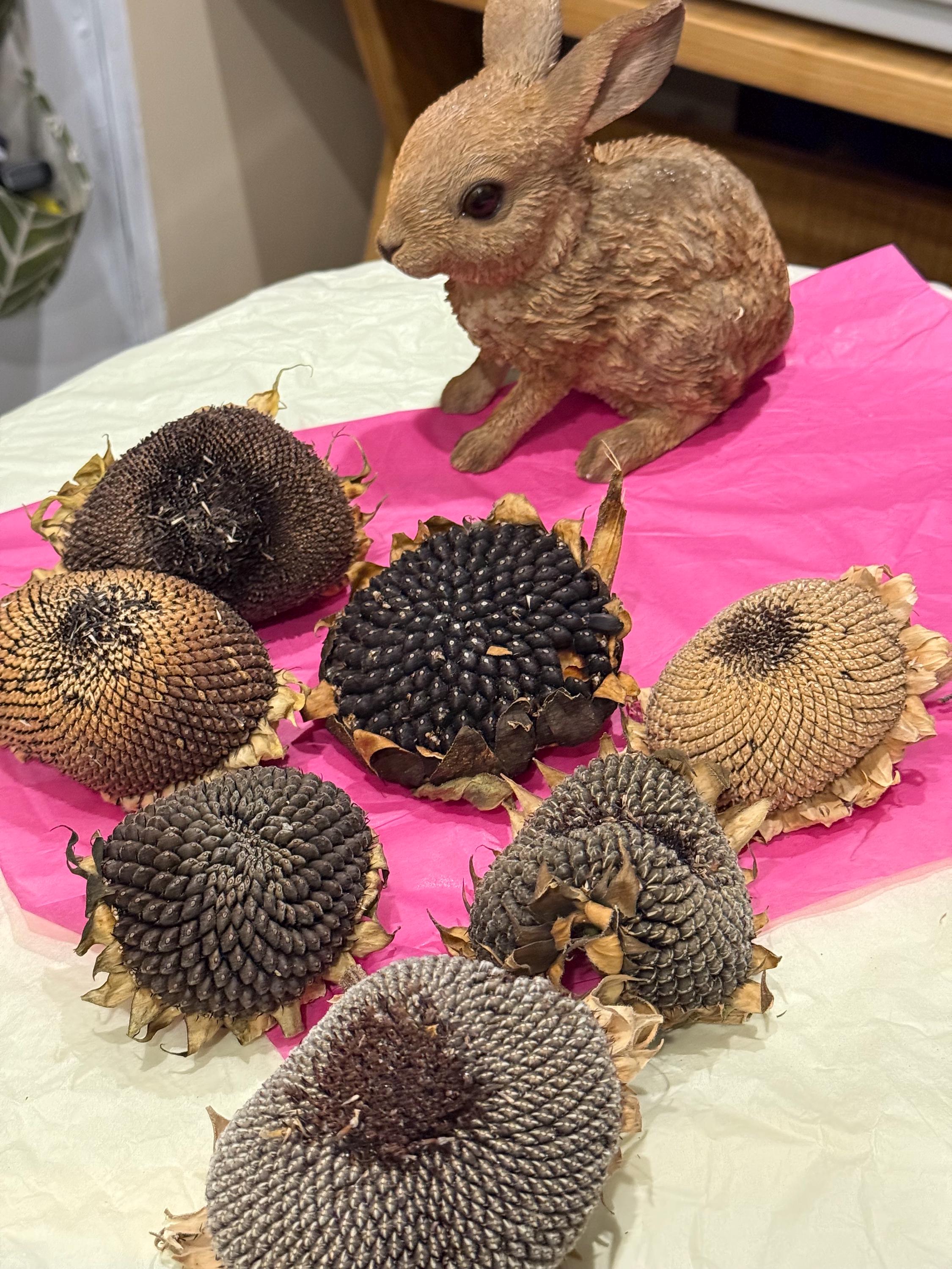 Organic Dried Sunflower Heads Treats For Small Animals, Hamster Forage