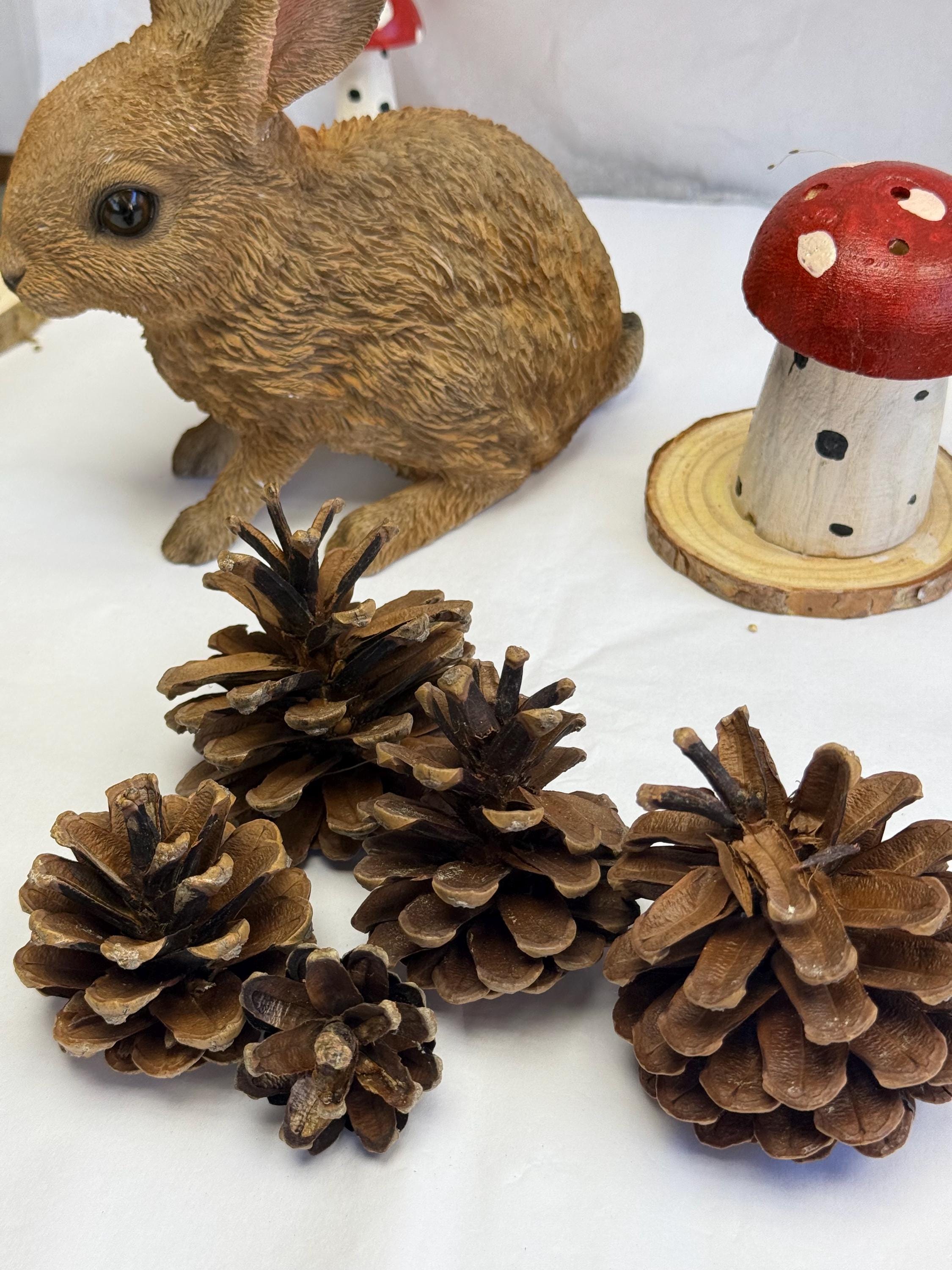 Natural Untreated Pine Cones Enrichment For Small Animals