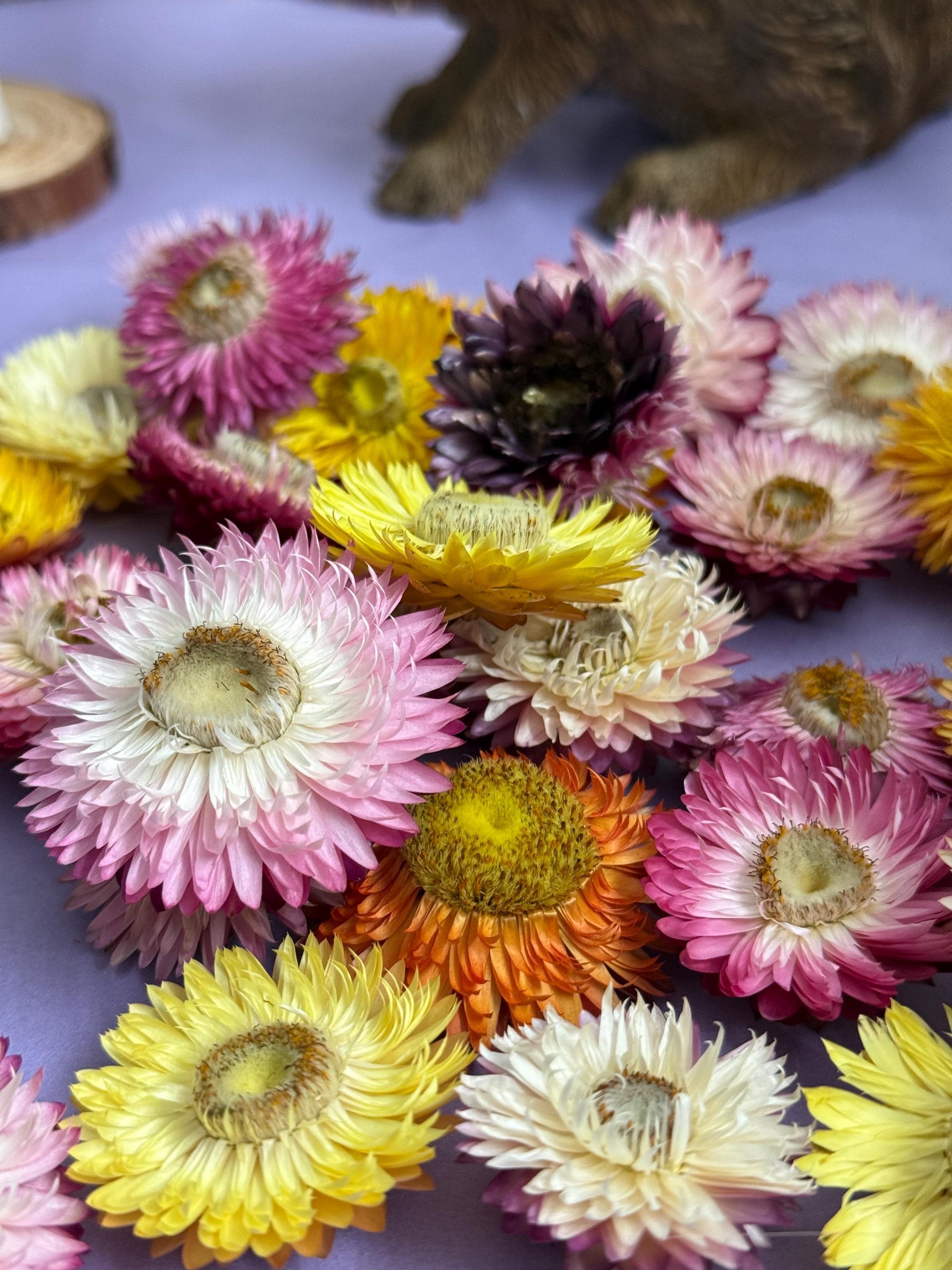 Organic Dried Strawflower Heads Enrichment For Small Animals, Hamster Forage