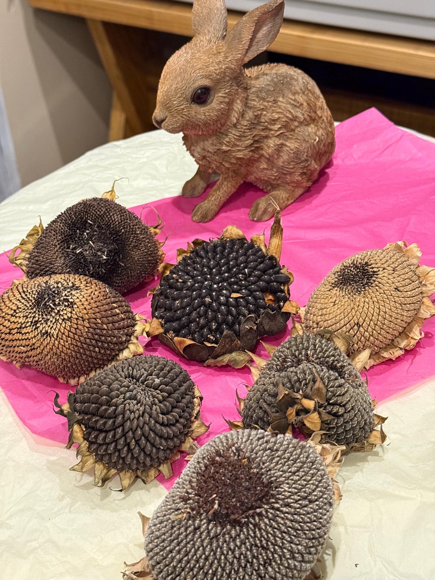 Organic Dried Sunflower Heads Treats For Small Animals, Hamster Forage