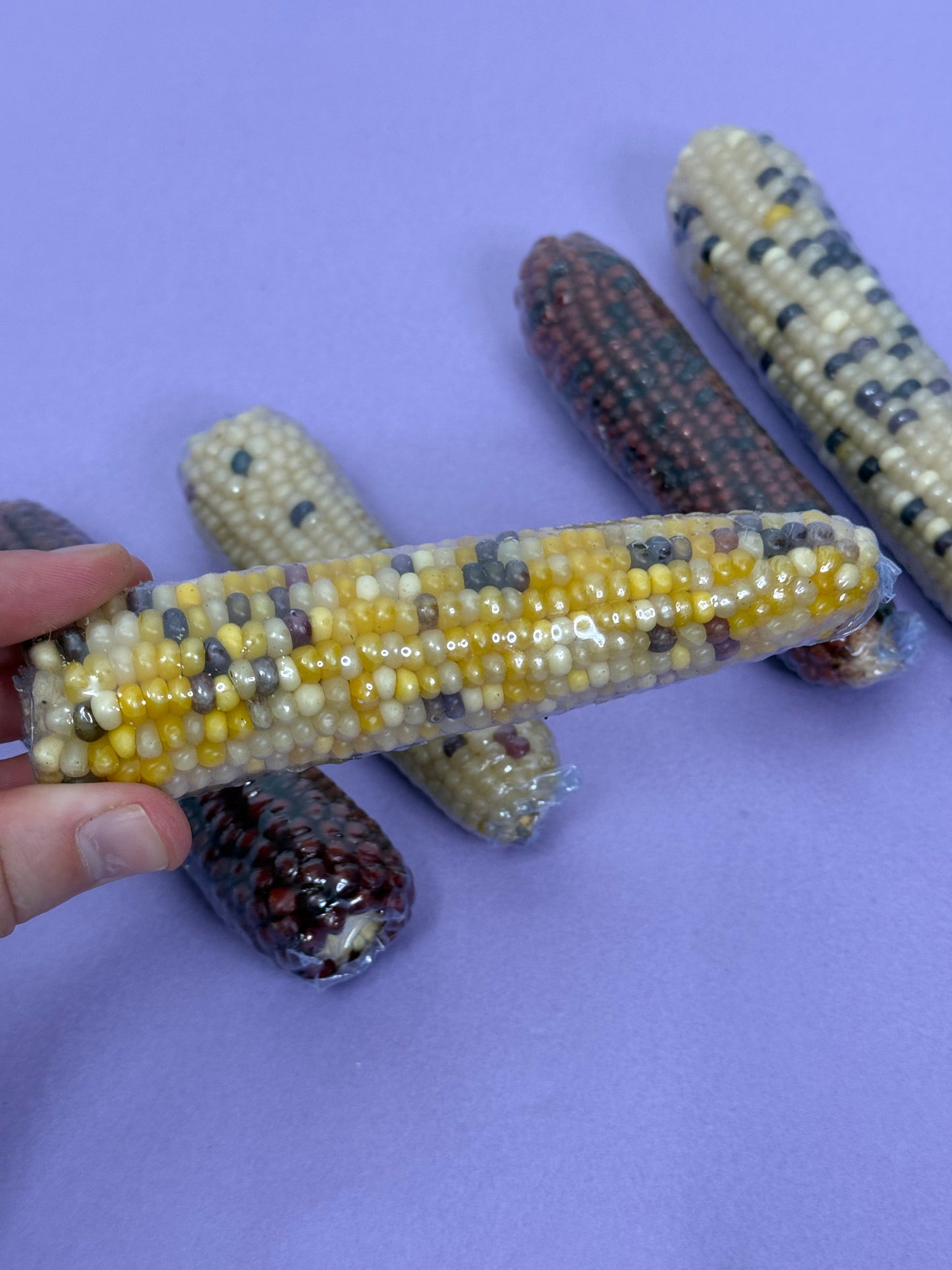 Dried CornCobs Enrichment For Hamsters, Mice, Birds