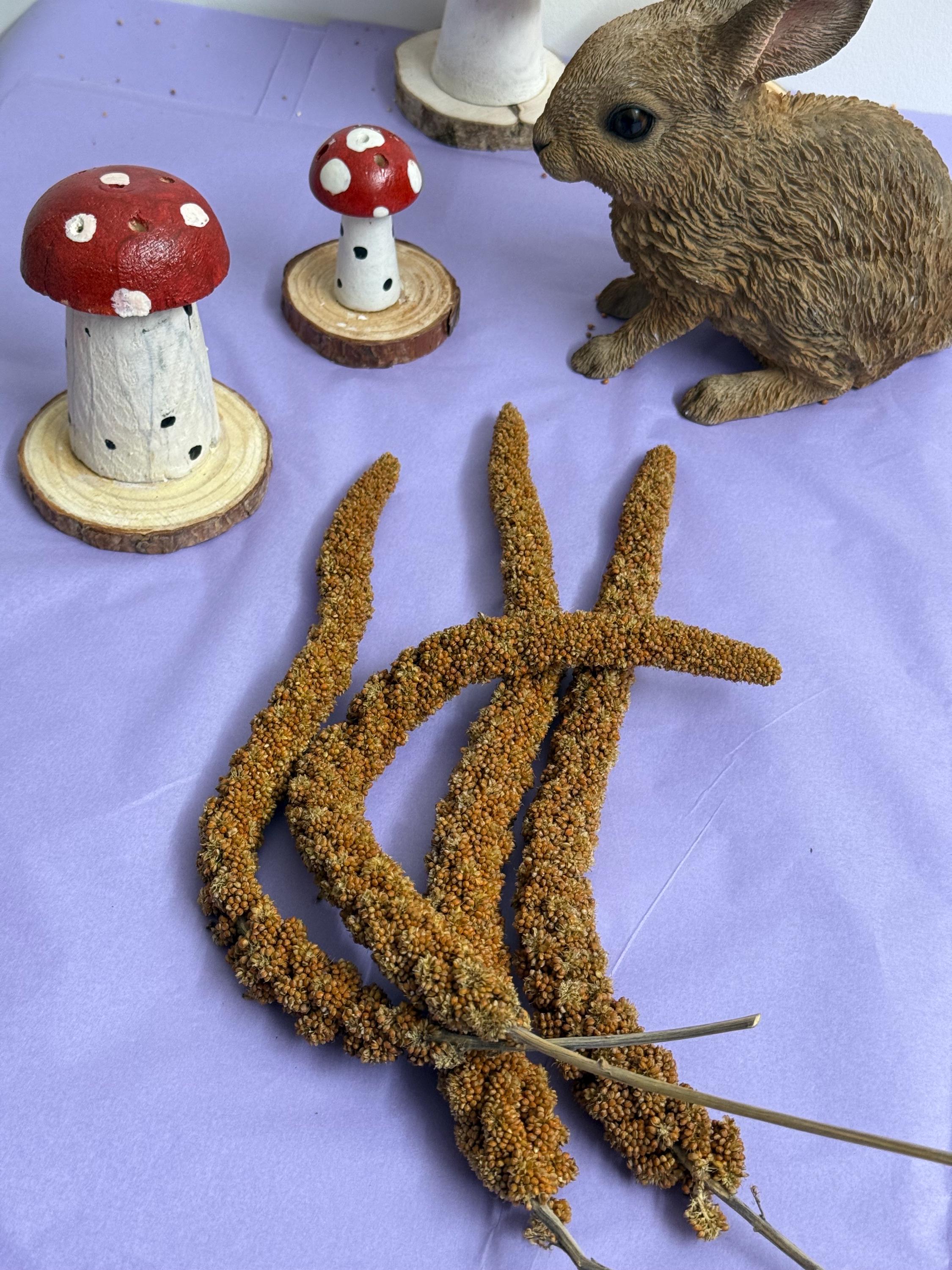 Red French Millet Sprays Forage For Hamsters, Birds, Gerbils