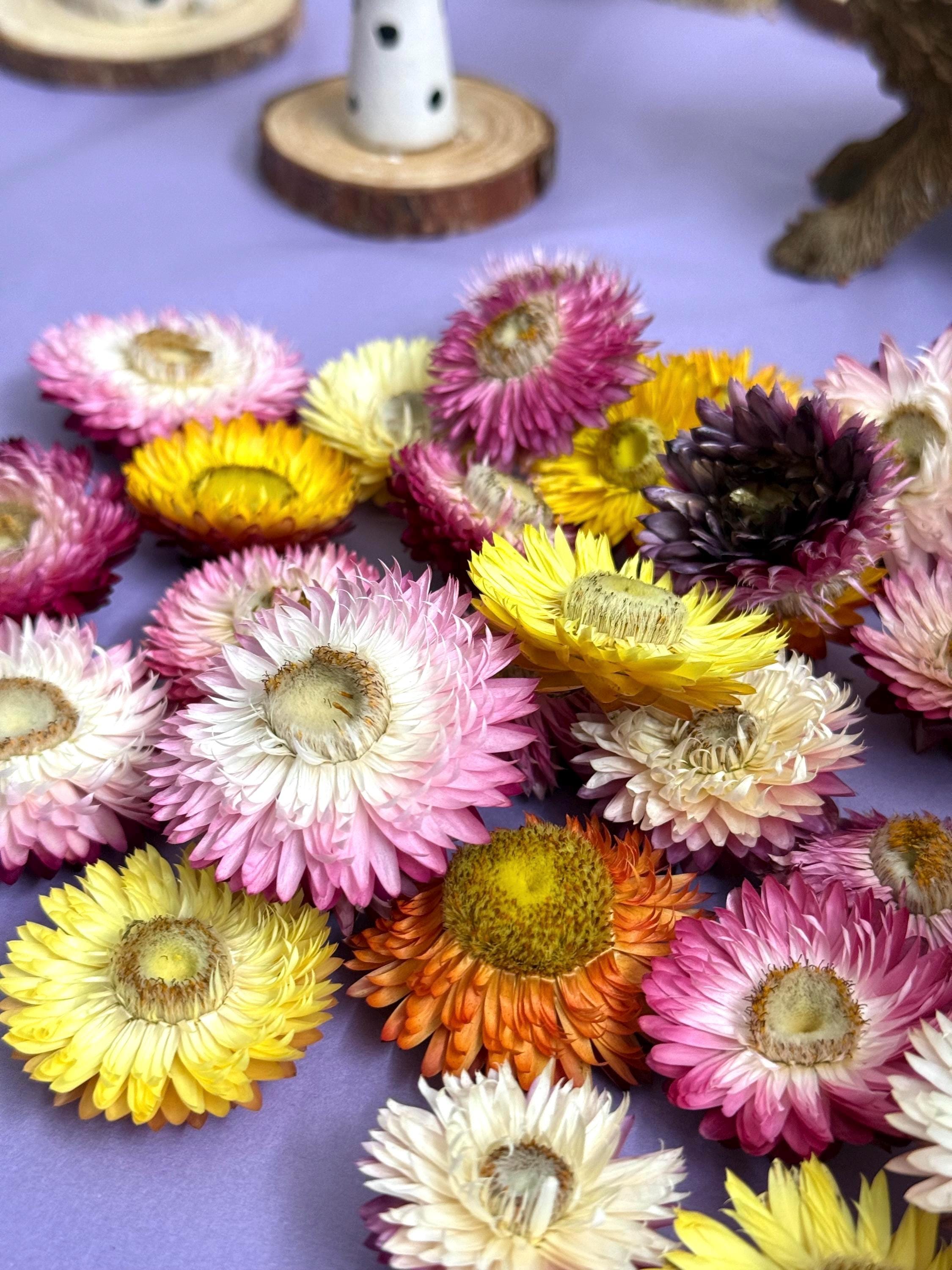 Organic Dried Strawflower Heads Enrichment For Small Animals, Hamster Forage