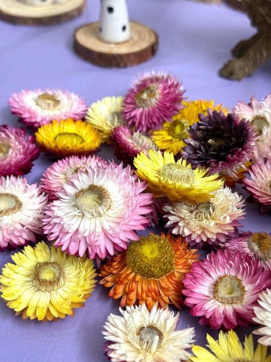 Organic Dried Strawflower Heads Enrichment For Small Animals, Hamster Forage
