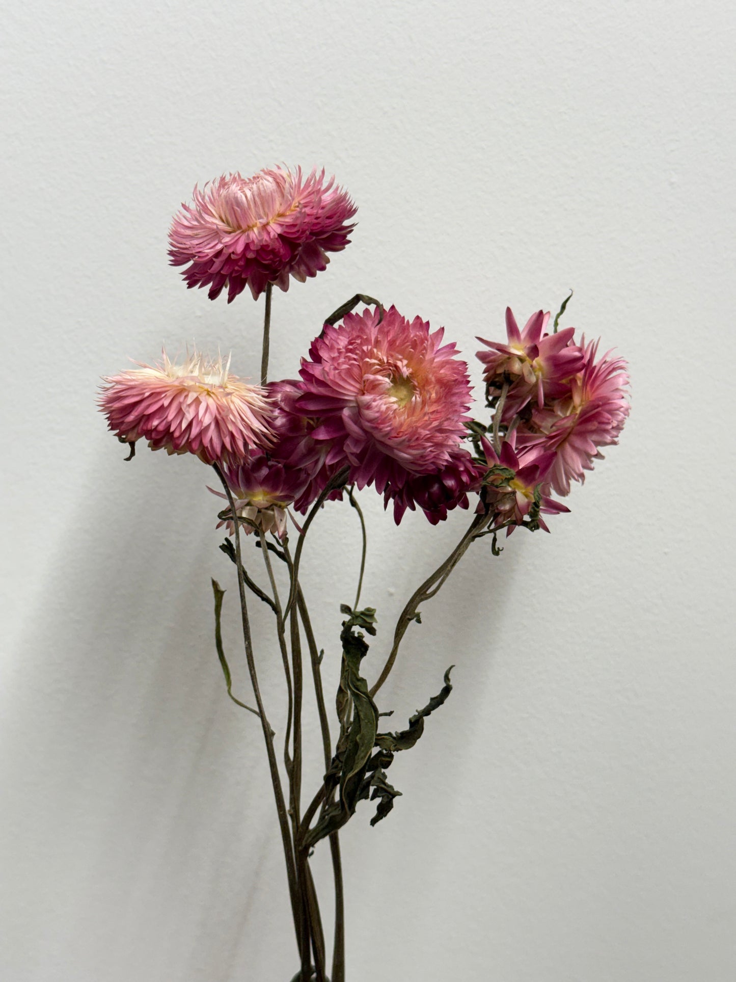 Strawflowers (approx bunch of 6-7) organic dried