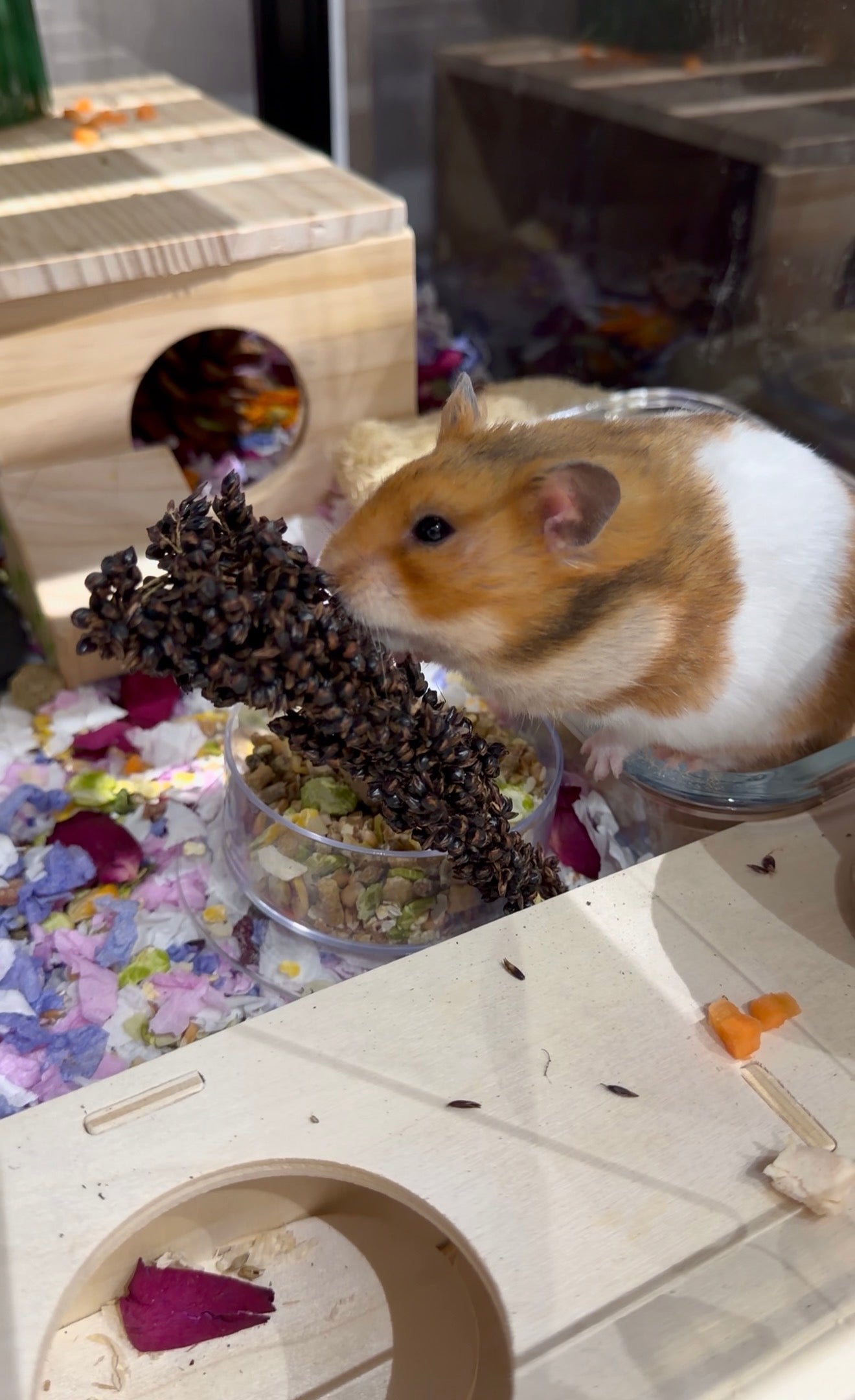 Natural Sorghum Sprays, Hamster Forage, Small Pet Treats