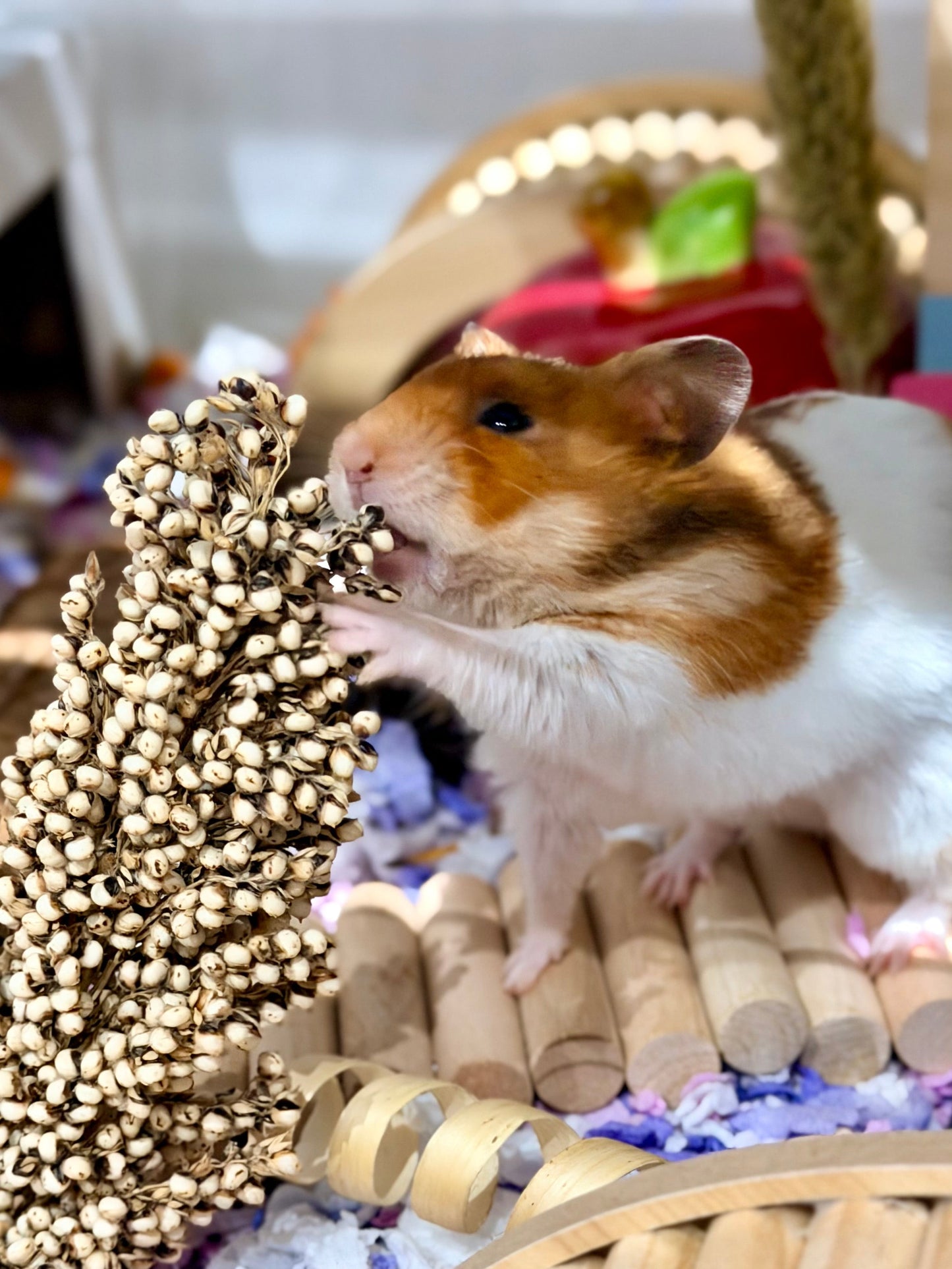 Natural Sorghum Sprays, Hamster Forage, Small Pet Treats