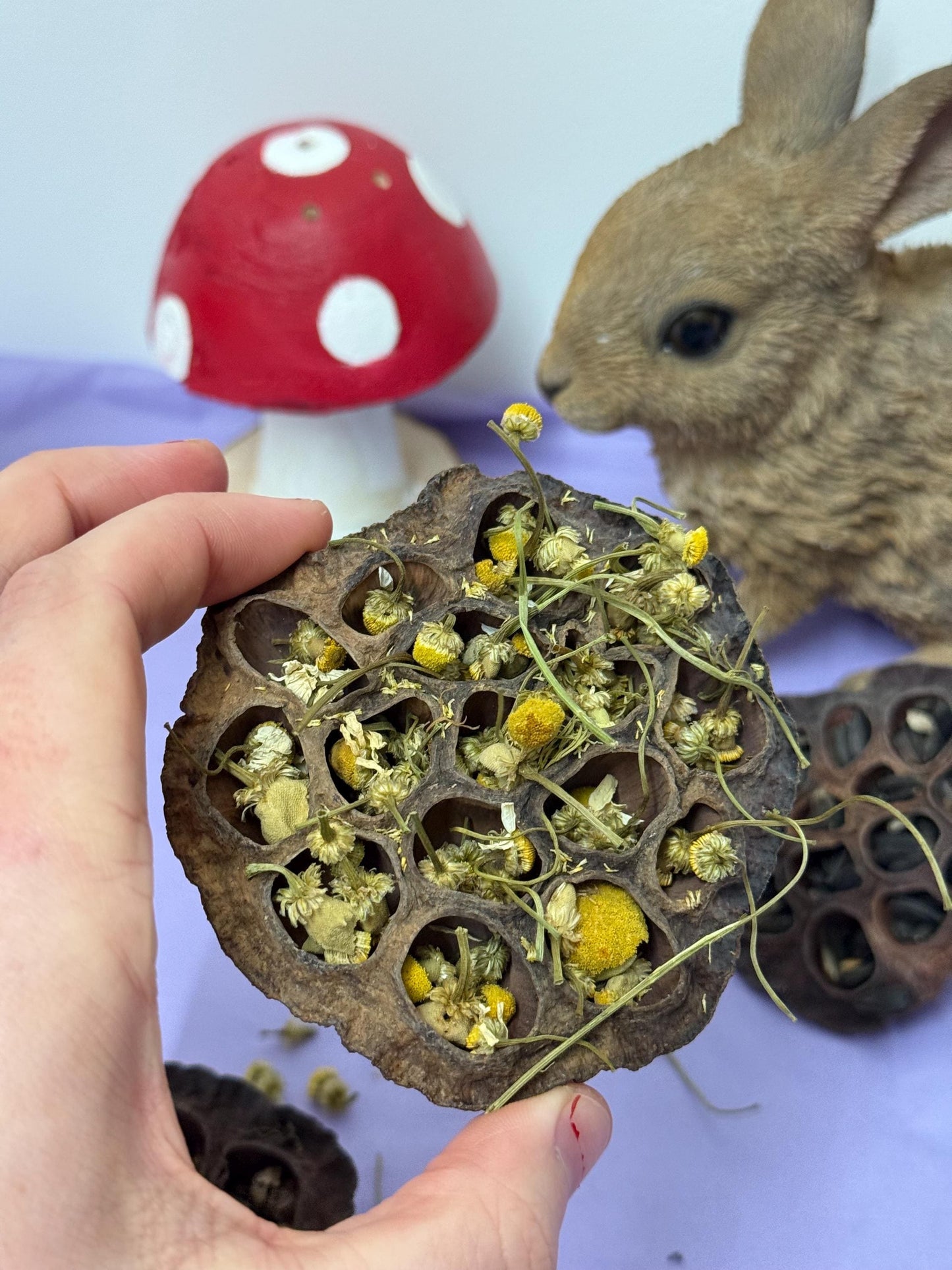 Stuffed Lotus Pods Enrichment For Hamsters & Gerbils
