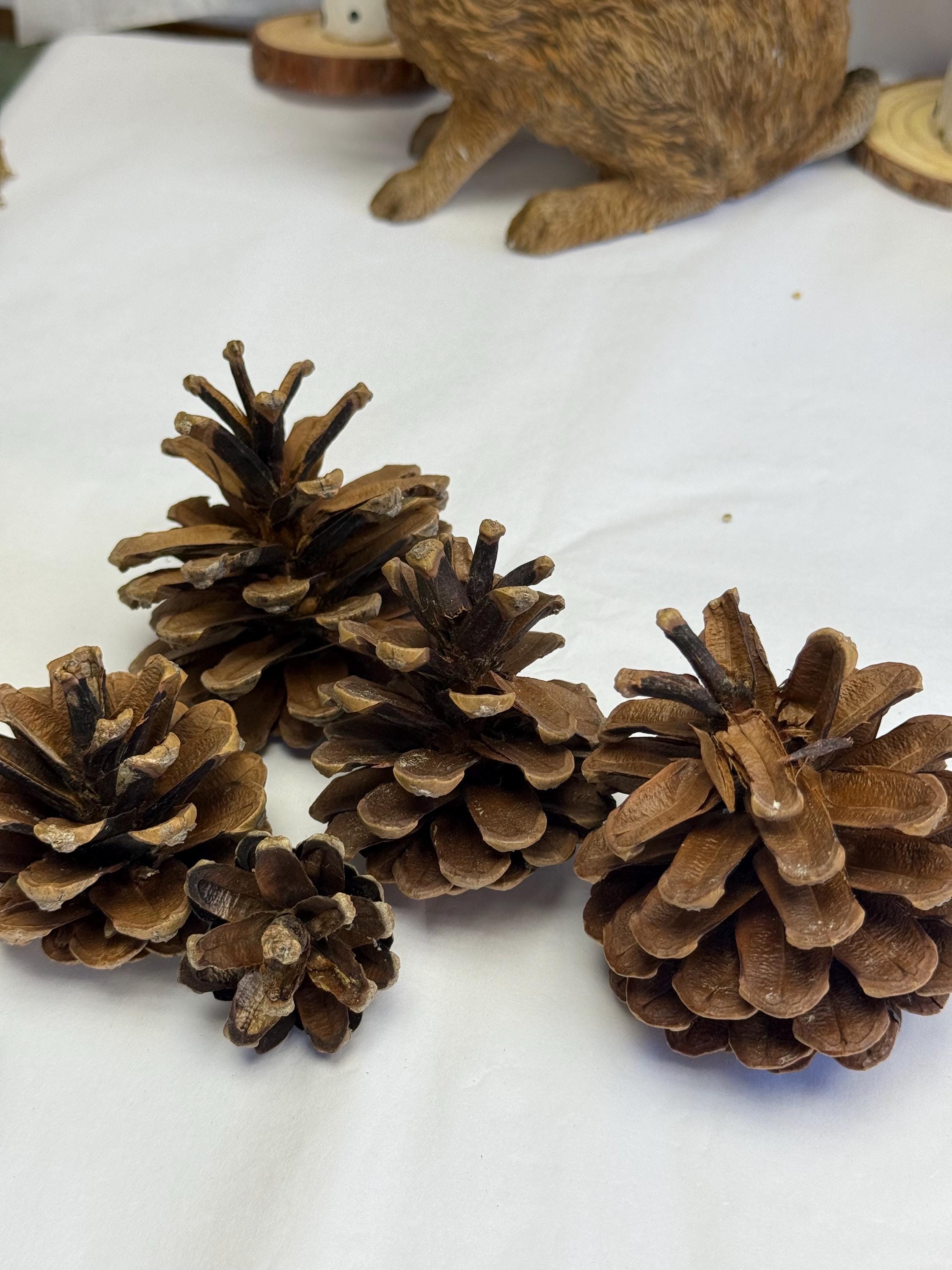 Natural Untreated Pine Cones Enrichment For Small Animals