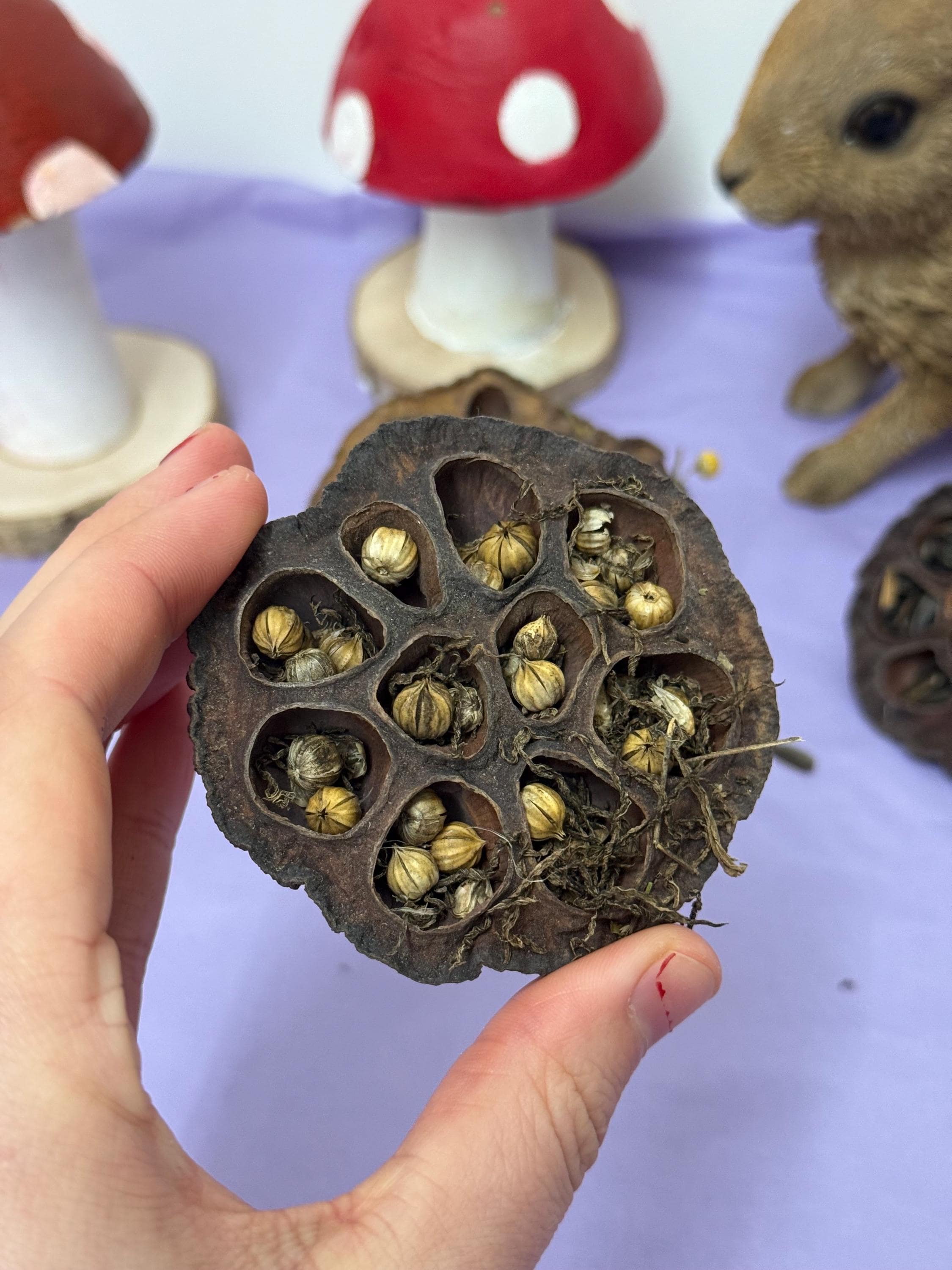 Stuffed Lotus Pods Enrichment For Hamsters & Gerbils