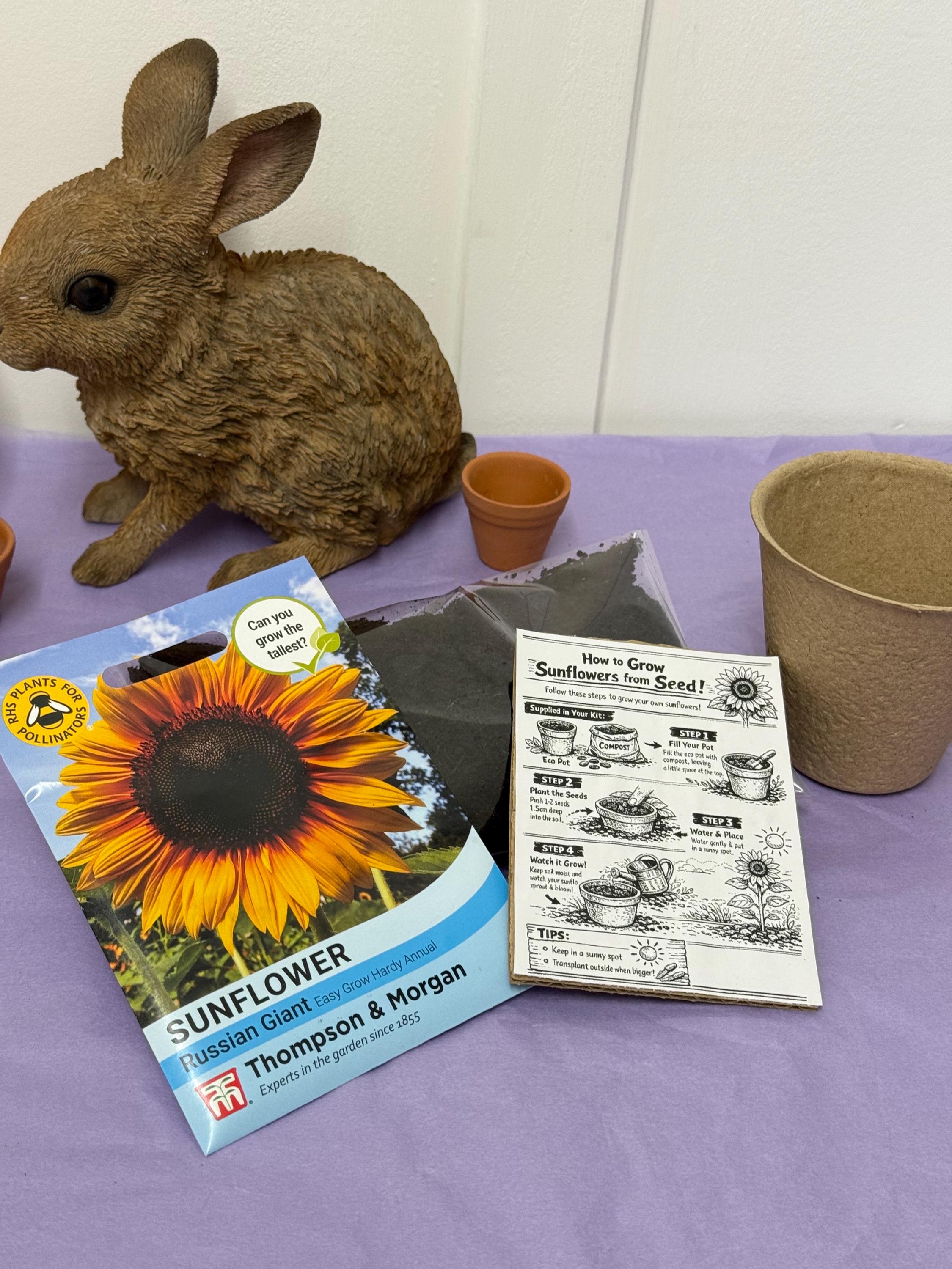 Grow Your Own Sunflower Kit! Eco Friendly Gift